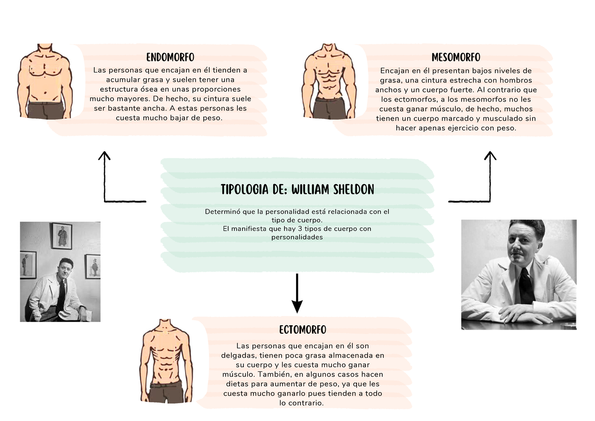 Sheldon Y Kretshmer - Das - ECTOMORFO ENDOMORFO MESOMORFO TIPOLOGIA DE ...