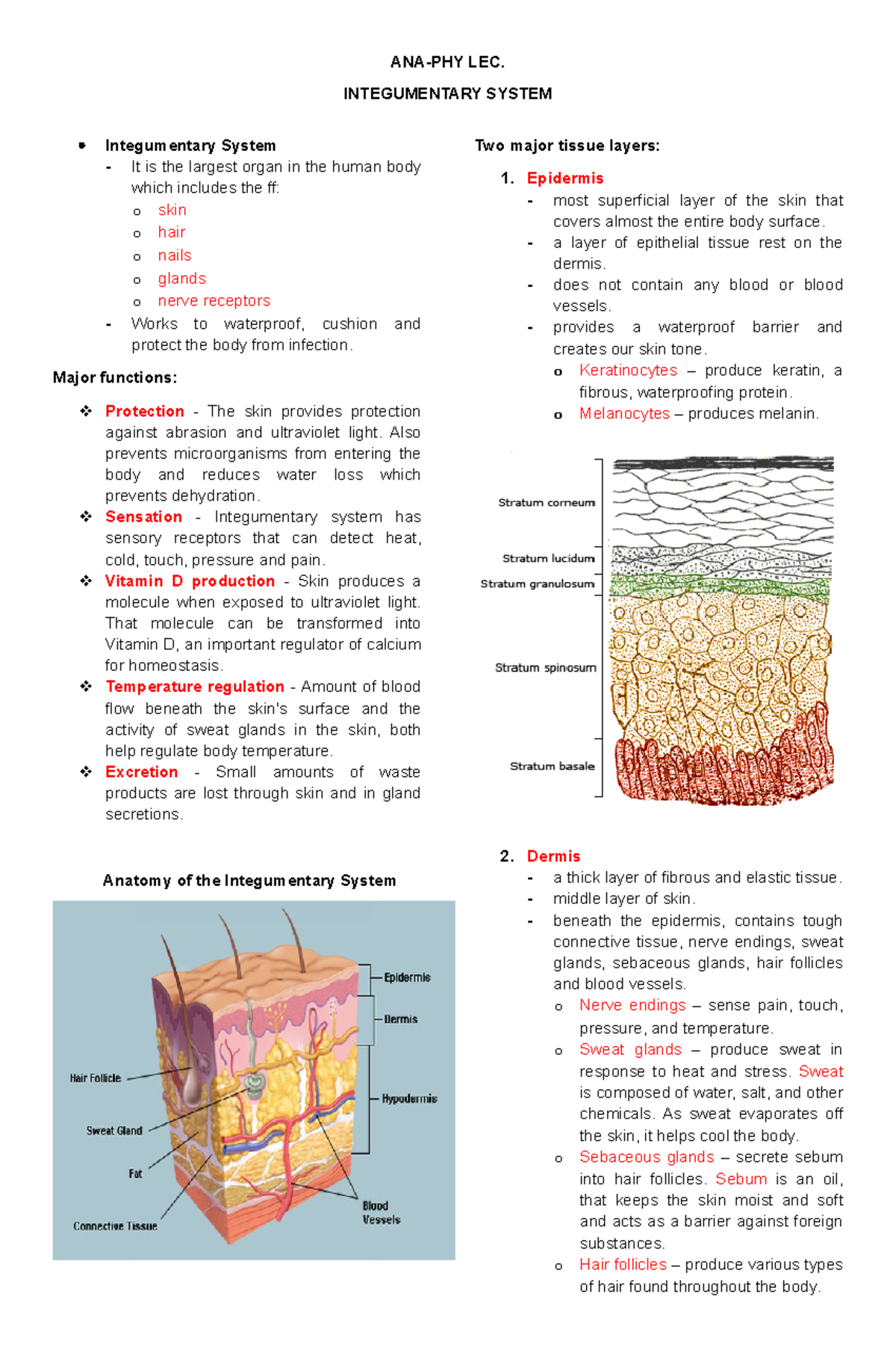 Anaphy LEC Integumentary System - ANA-PHY LEC. INTEGUMENTARY SYSTEM ...