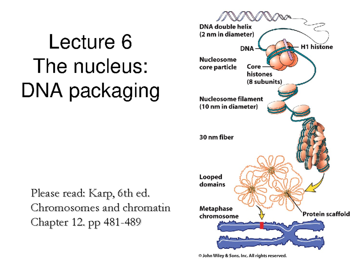 Dna Packaging