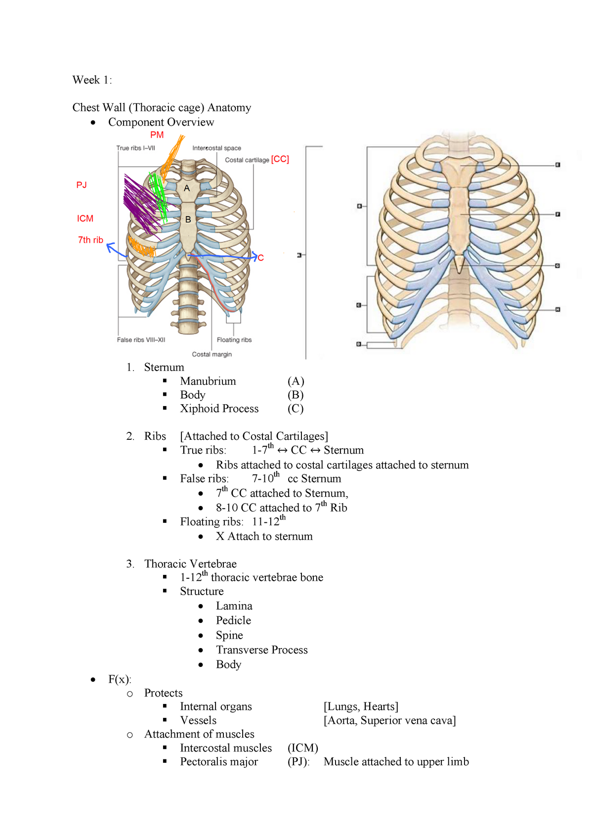 Rib Cage Muscles And Tendons / Thorax And Abdominal ...