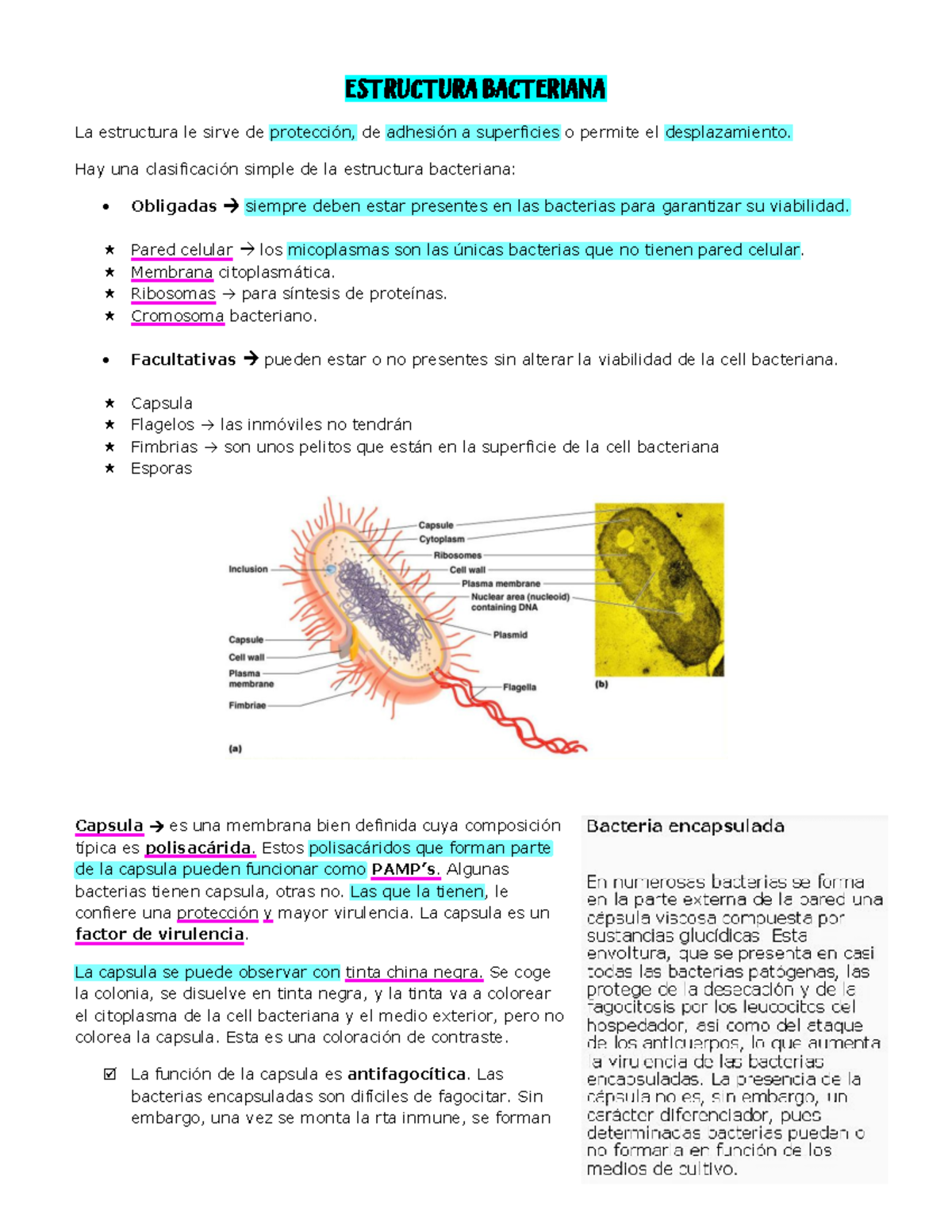 Estructura Bacteriana - ESTRUCTURA BACTERIANA La Estructura Le Sirve De ...