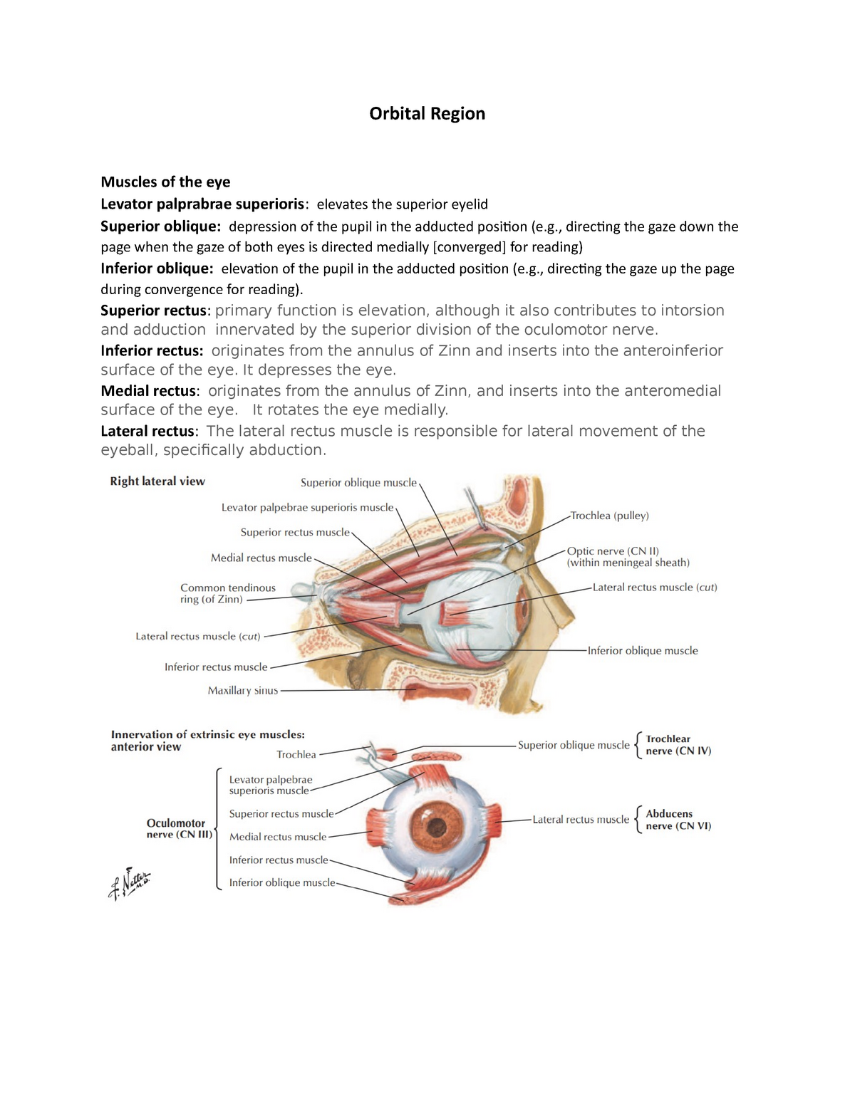 Oculomotor nerve | PPT