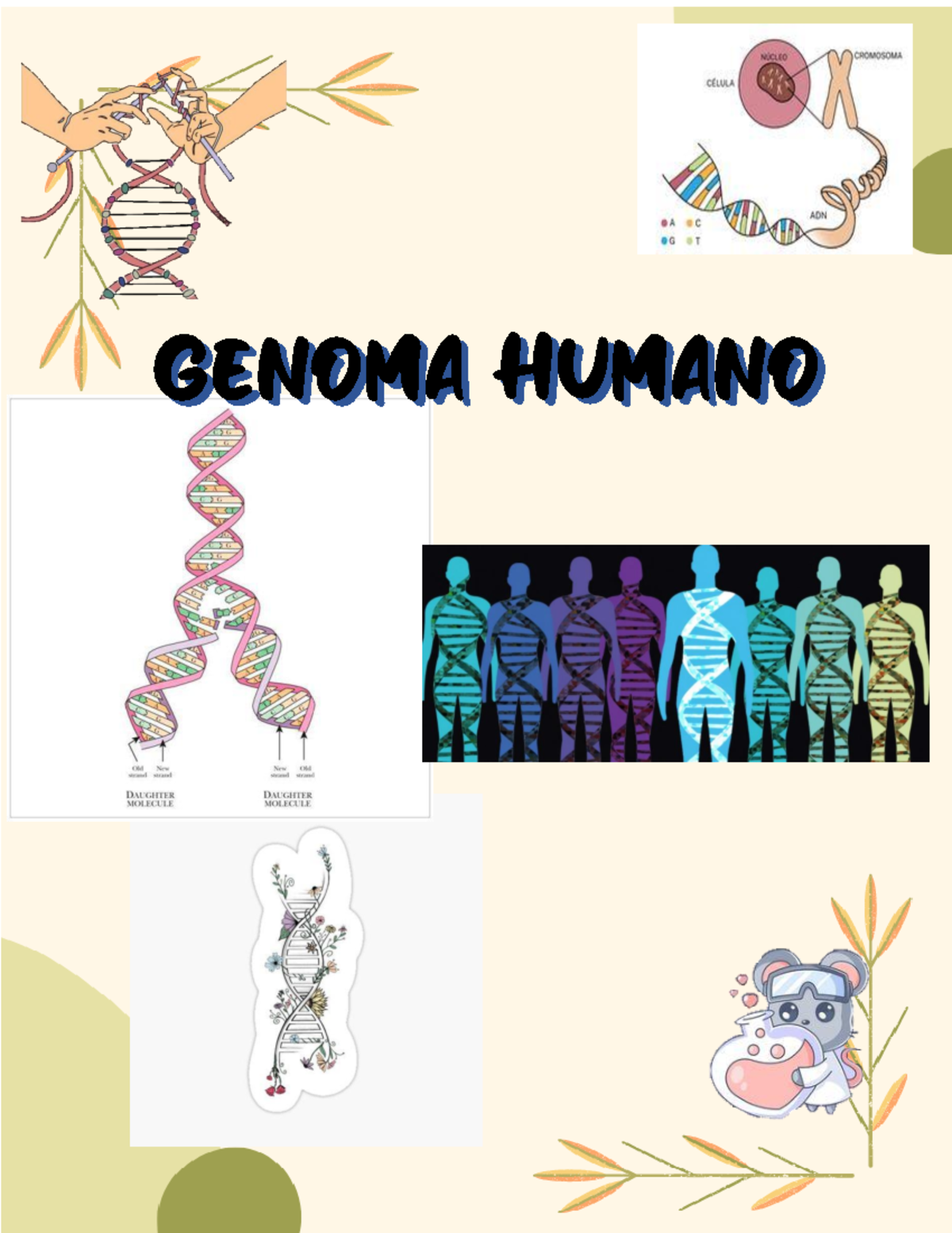 Genoma Humano - ¿Qué Es El Genoma Humano? Es La Codificación Genética ...