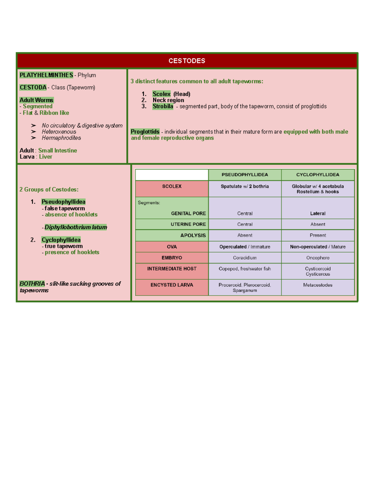Cestodes - CESTODES PLATYHELMINTHES - Phylum CESTODA - Class (Tapeworm ...