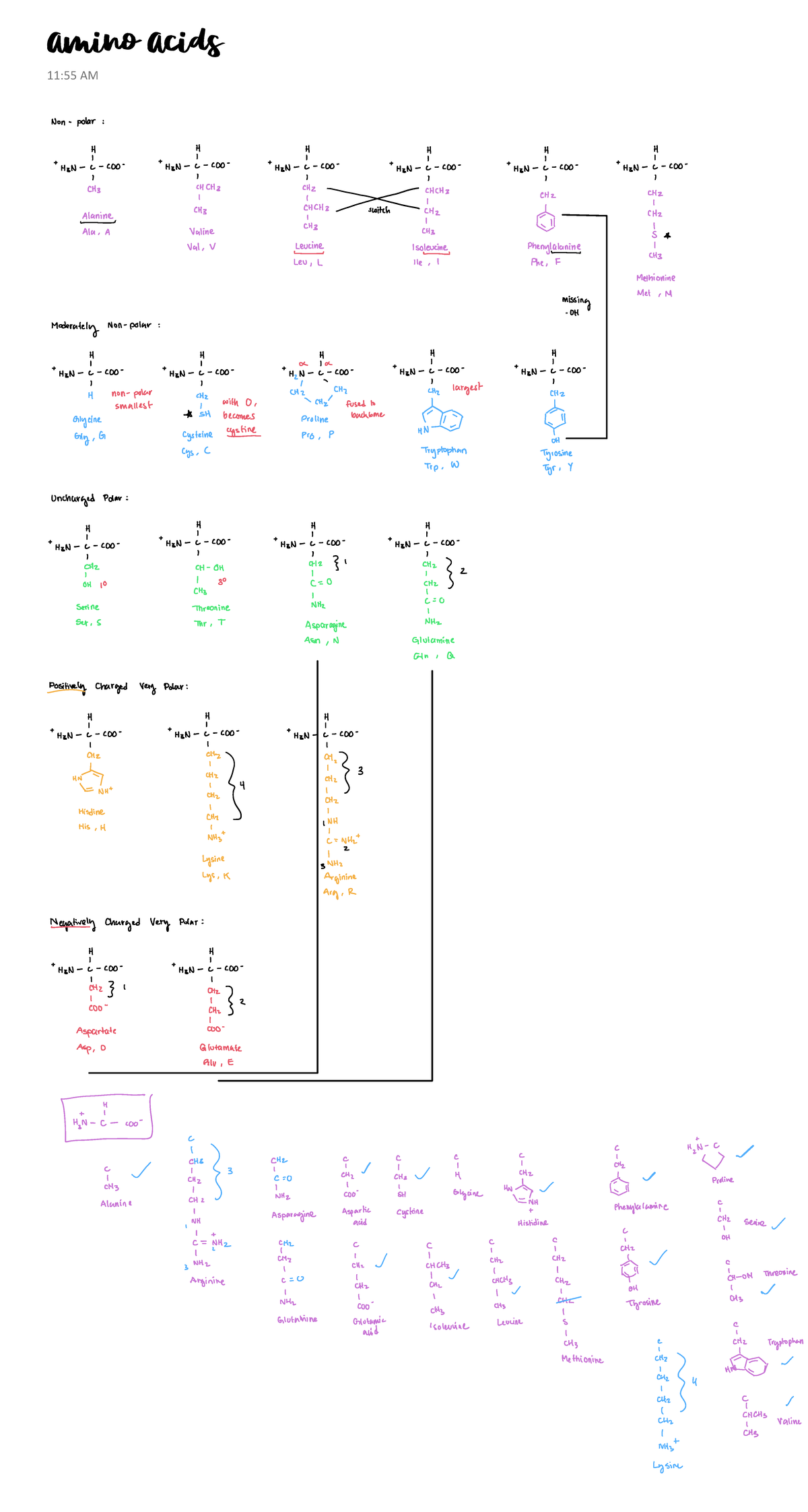 Amino Acids - Useful info - BIOC 2580 - Amino Acids 11:55 AM - Studocu