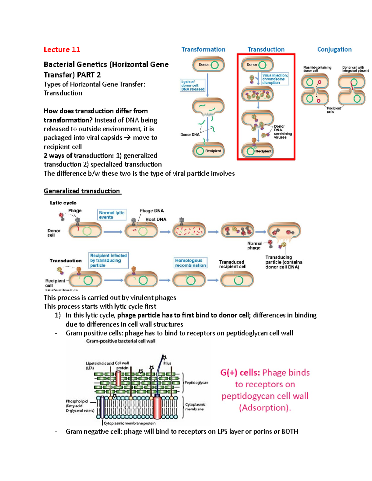 Lecture 11 - Lecture 11 Bacterial Genetics (Horizontal Gene Transfer ...