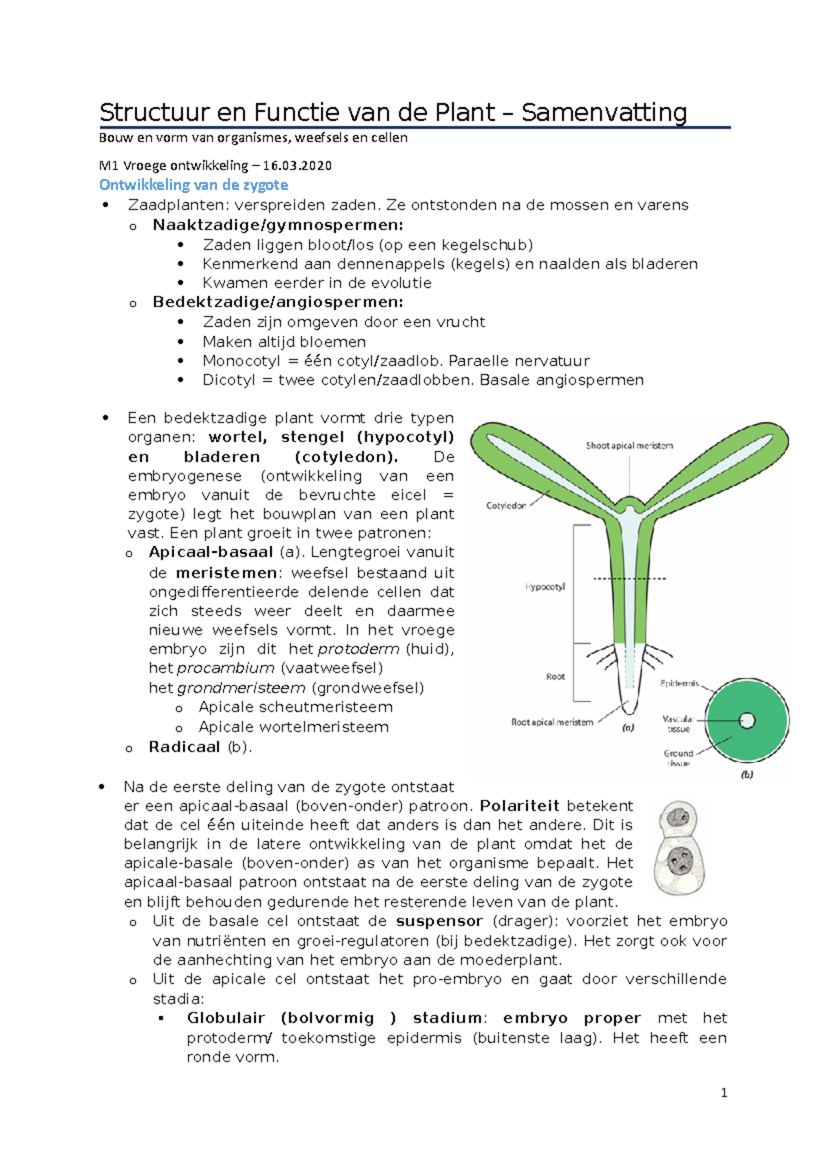 Samenvatting - Structuur En Functie Van De Plant – Samenvatting Bouw En ...