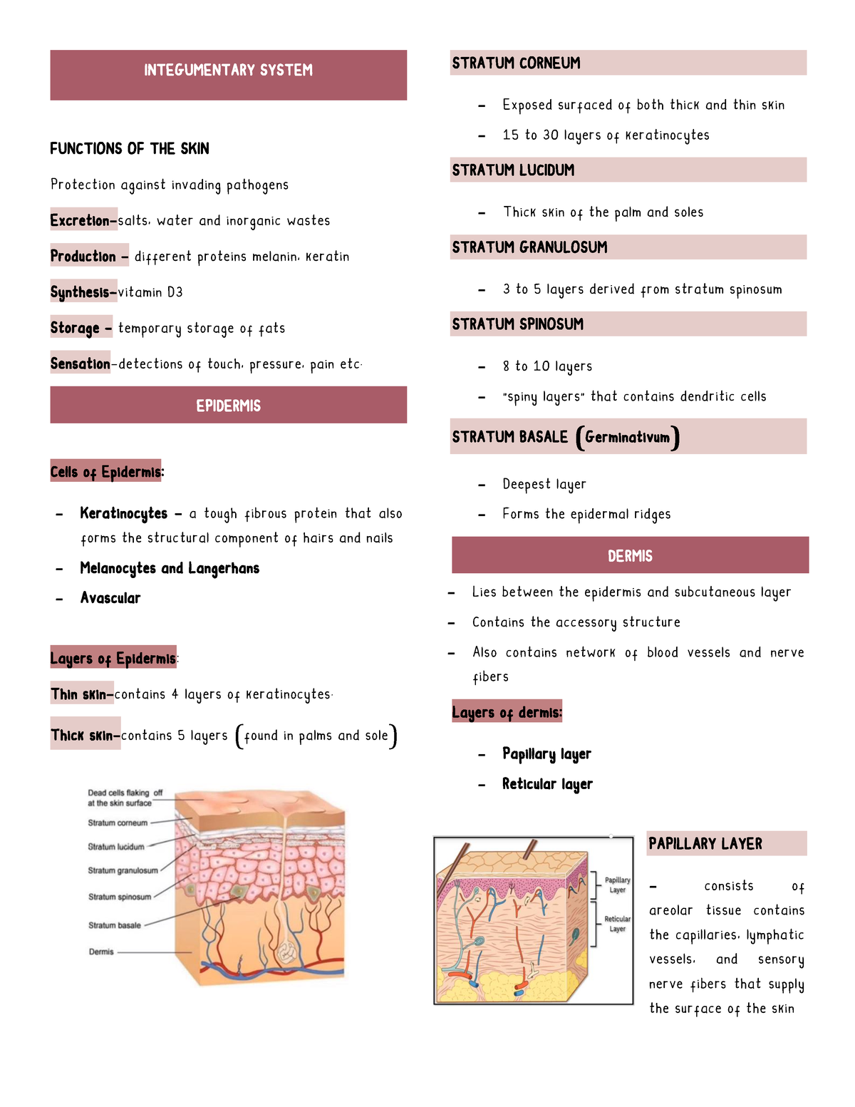 Anaphy 03 Integumentary System - INTEGUMENTARY SYSTEM FUNCTIONS OF THE ...