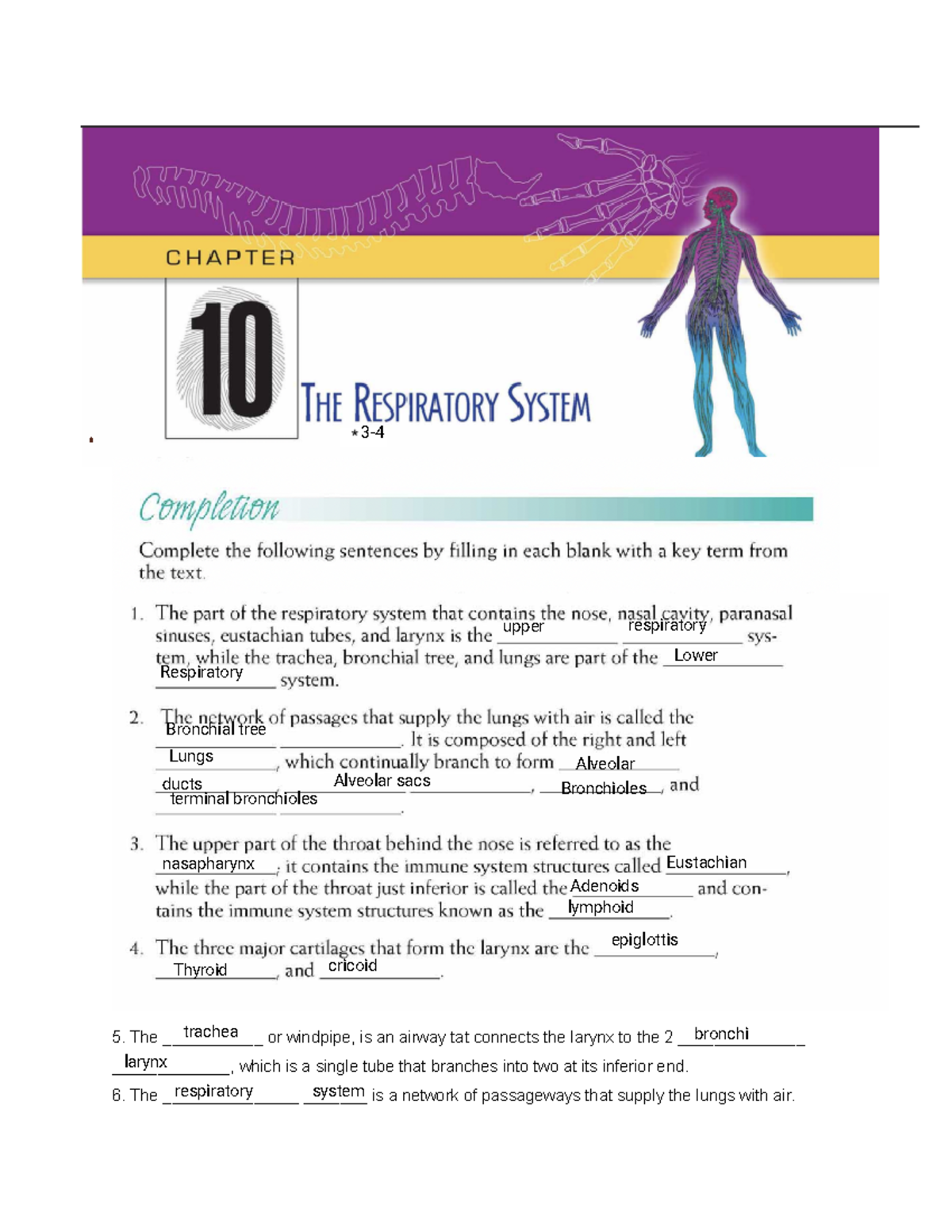 Kami+Export+-+Workbook+pages+-+Respiratory%281%29 - 5. The ...