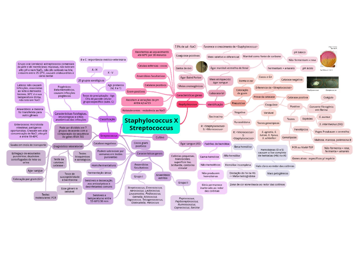 Aula 4 Mapa Mental Staphylococcus X Streptococcus - Virologia ...