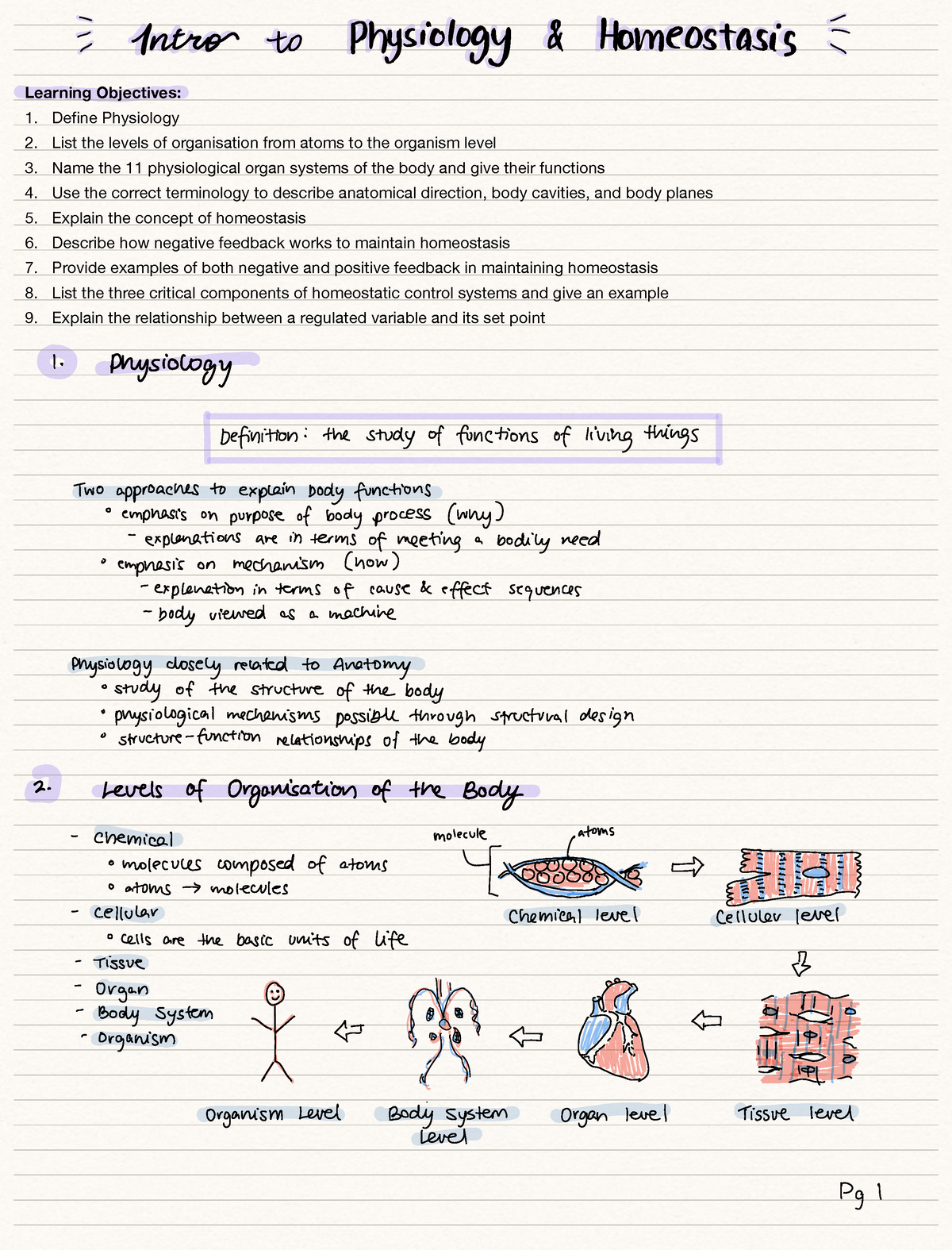 Intro to Physiology and Homeostasis - Learning Objectives: 1. Define ...