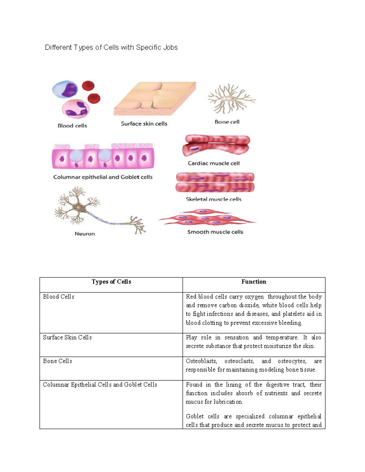 Zoo lec 2 - cell types - Different Types of Cells with Specific Jobs ...