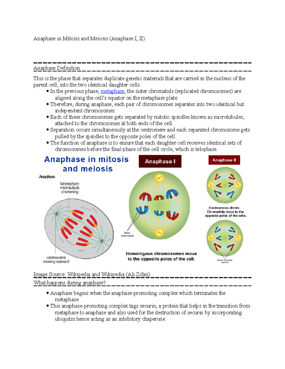 Anaphase in Mitosis and Meiosis (Anaphase I, II) - In the previous ...