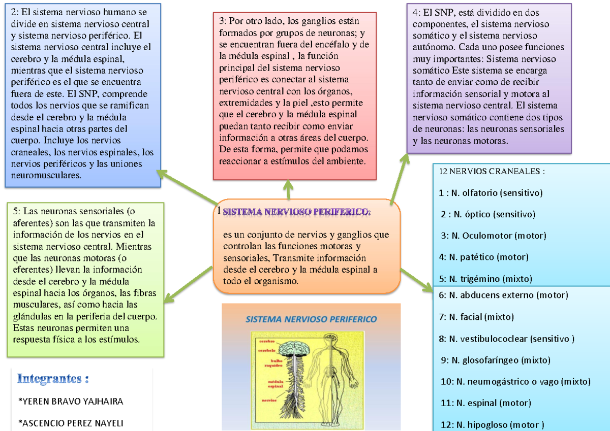 Sistema Nervioso Periferico - 2: El Sistema Nervioso Humano Se Divide ...