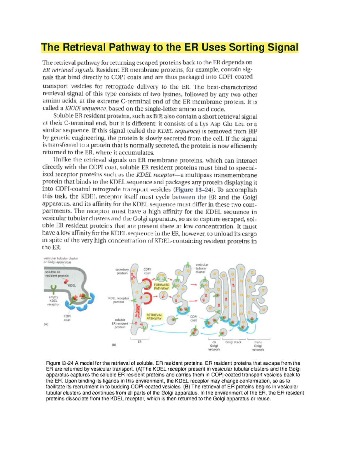 The Retrieval Pathway to the ER Uses Sorting Signal - ER resident ...