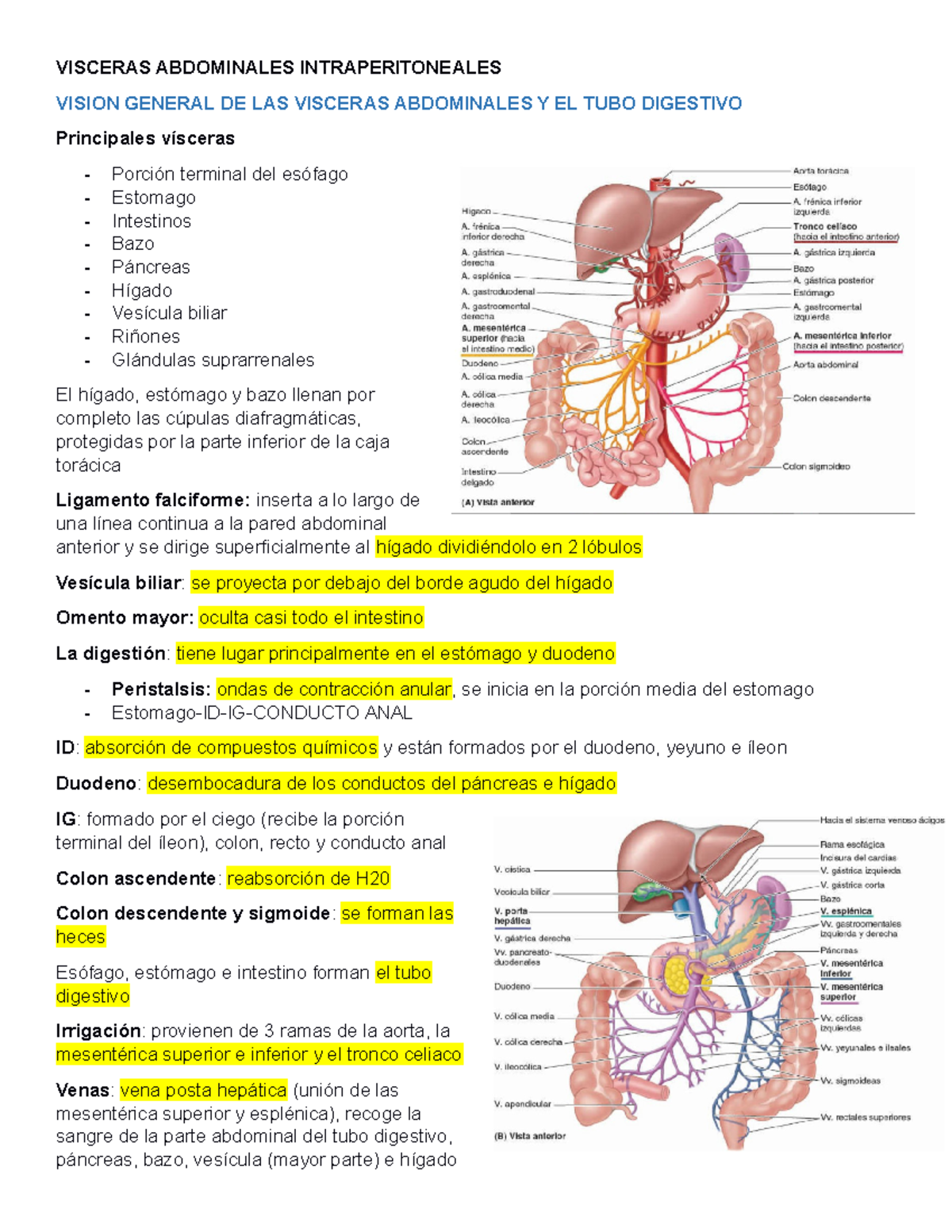 Visceras Abdominales Intraperitoneales - VISCERAS ABDOMINALES ...
