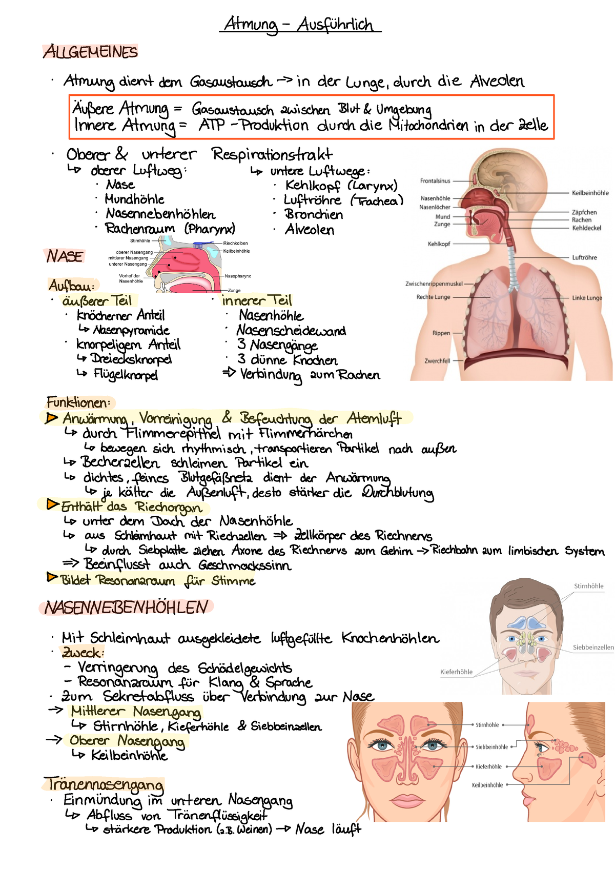 Anatomie Atmung Selbst Erstellte Lernzettel Auf Basis Der Im