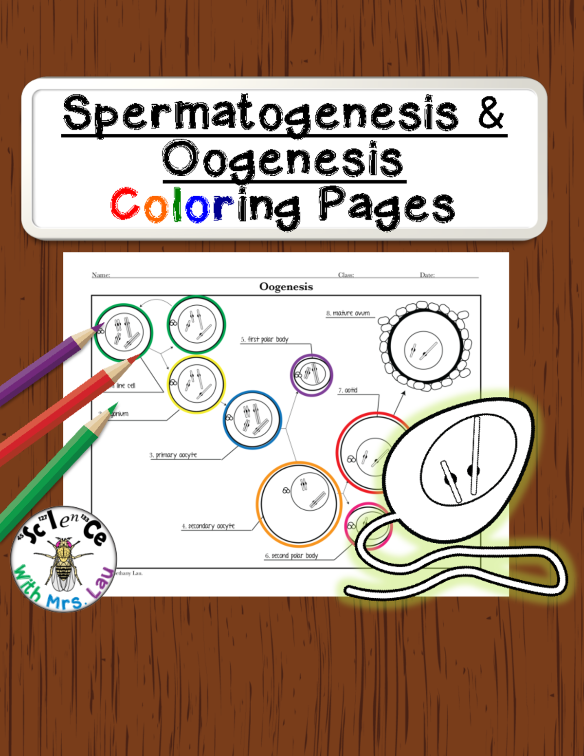 Spermatogensis vs. Oogeneis - Spermatogenesis & Oogenesis Coloring ...