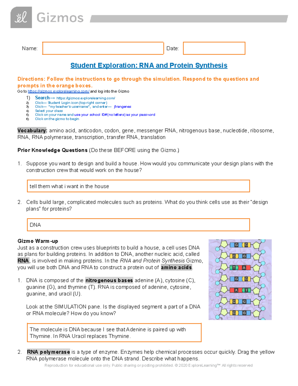 RNAProtein Synthesis Gizmo '23 Name Date Student Exploration RNA