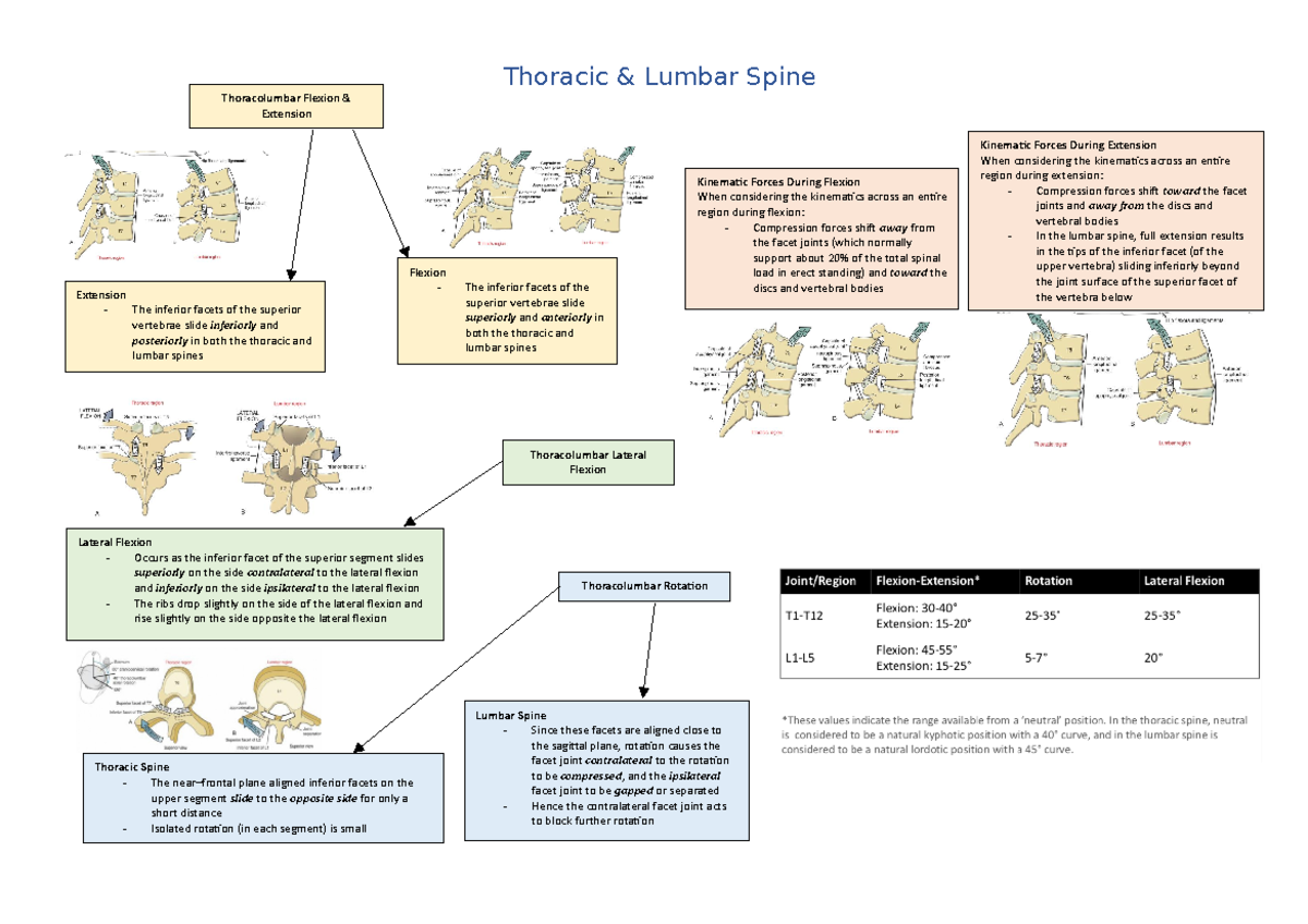 Thoracic & Lumbar Spine - CHI247 - Murdoch - Studocu