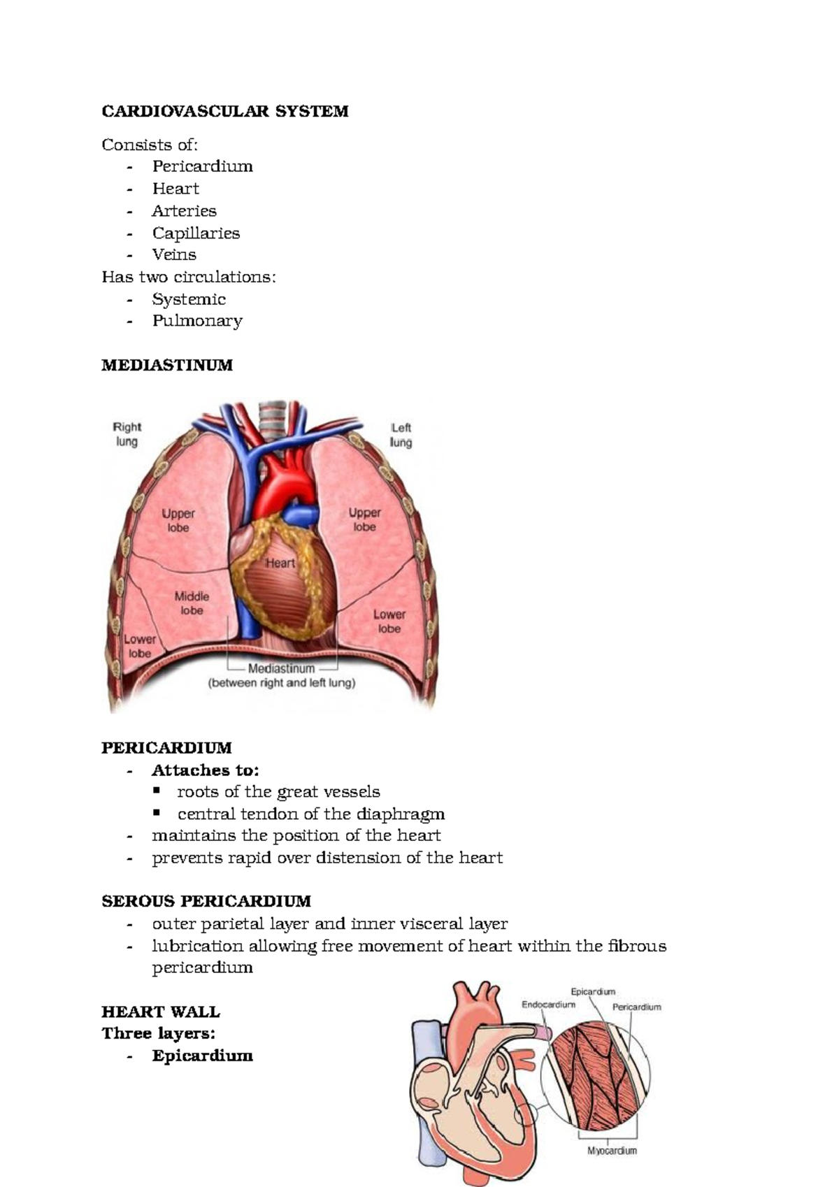 Anatomy And Physiology Lecture Notes - CARDIOVASCULAR SYSTEM Consists ...