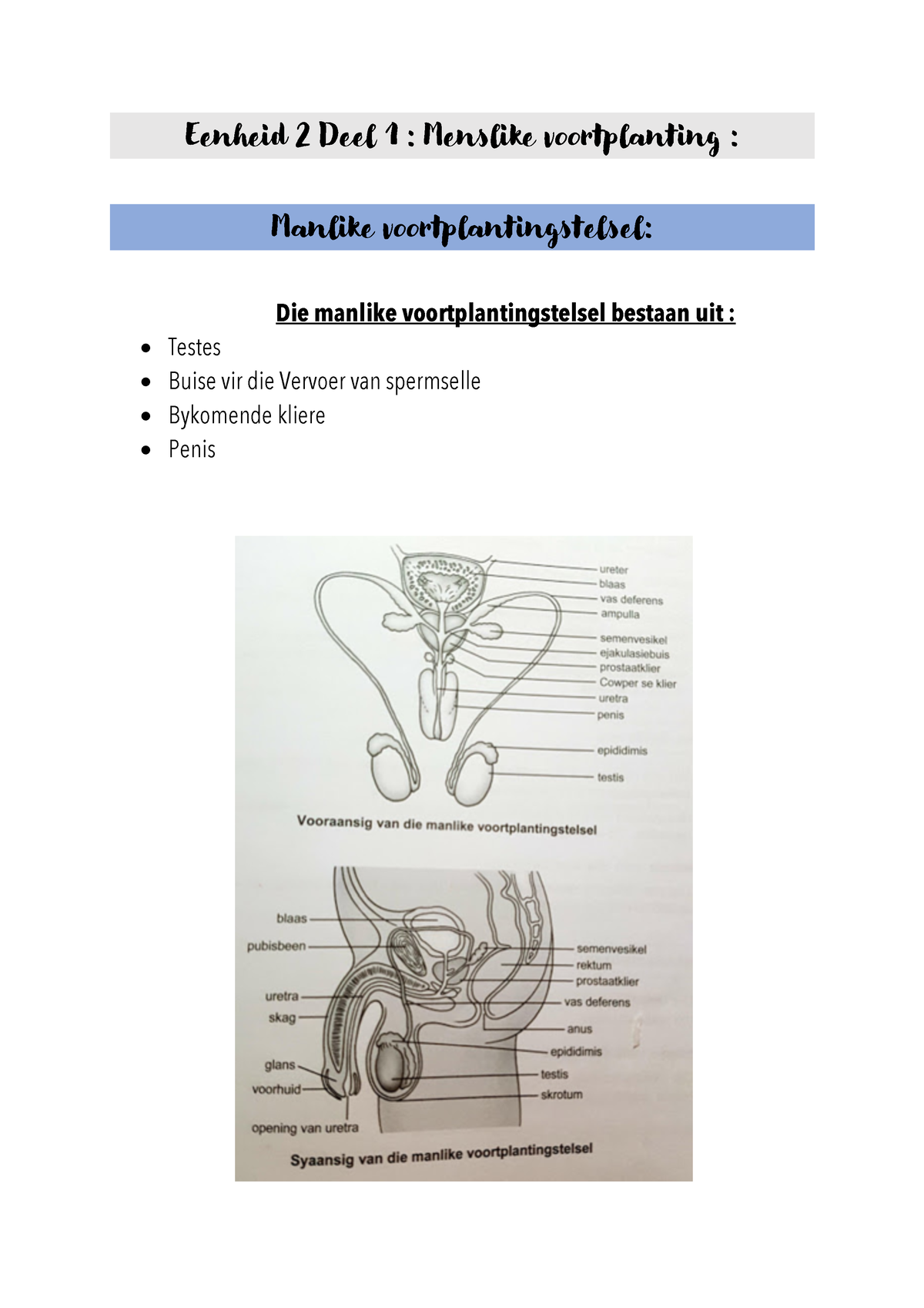 Eenheid 2 Deel 1 SUMMARIES Eenheid 2 Deel 1 Menslike