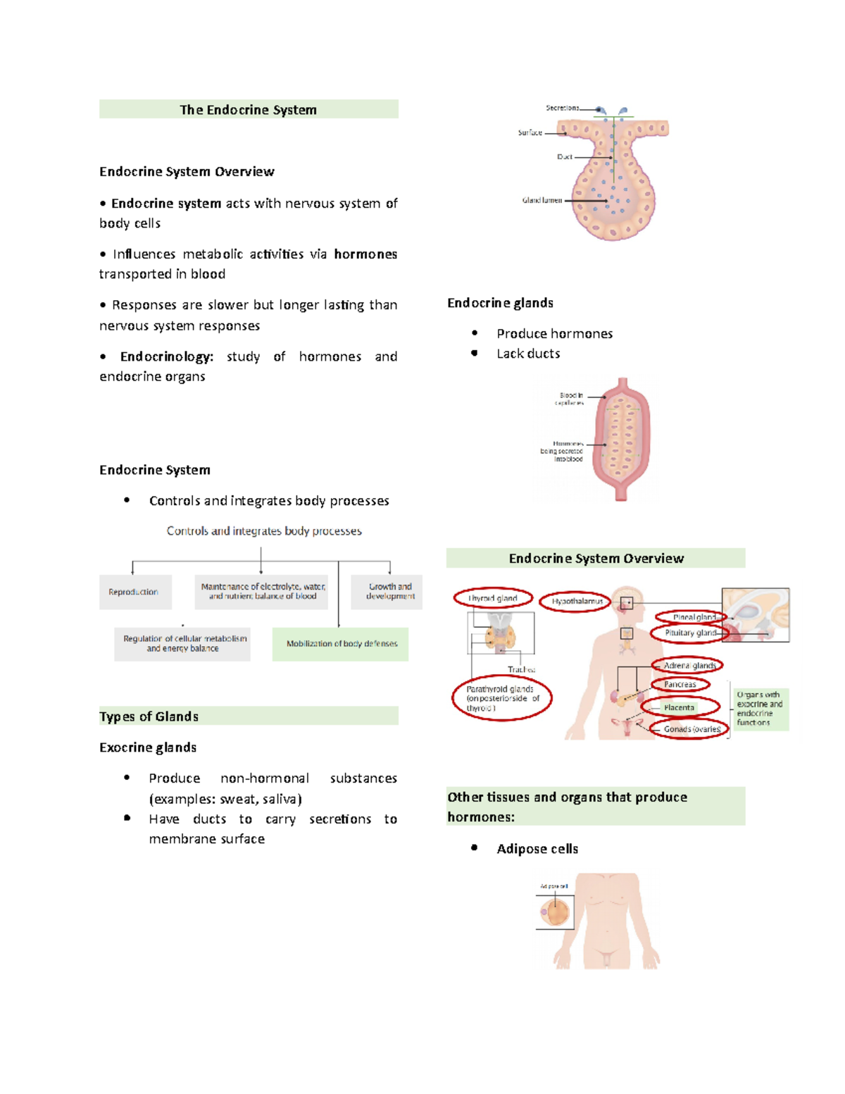 The Endocrine System - anatomy and physiology - The Endocrine System ...