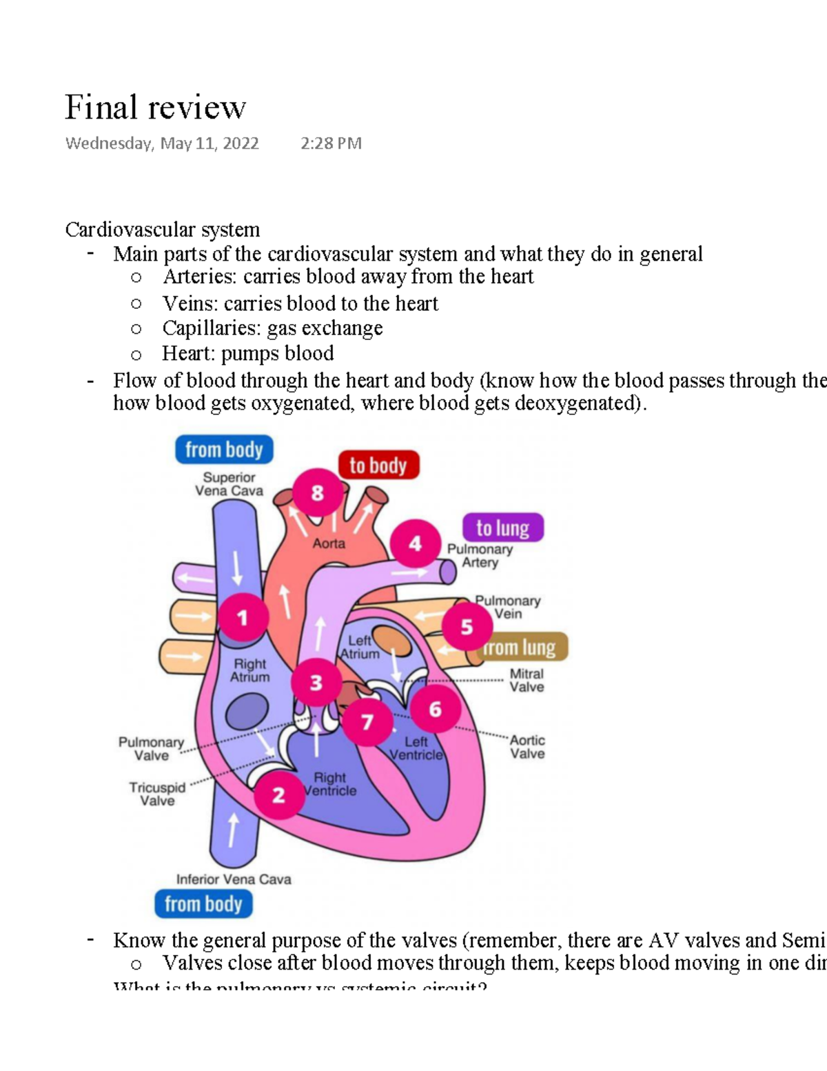 final-review-cardiovascular-system-main-parts-of-the-cardiovascular