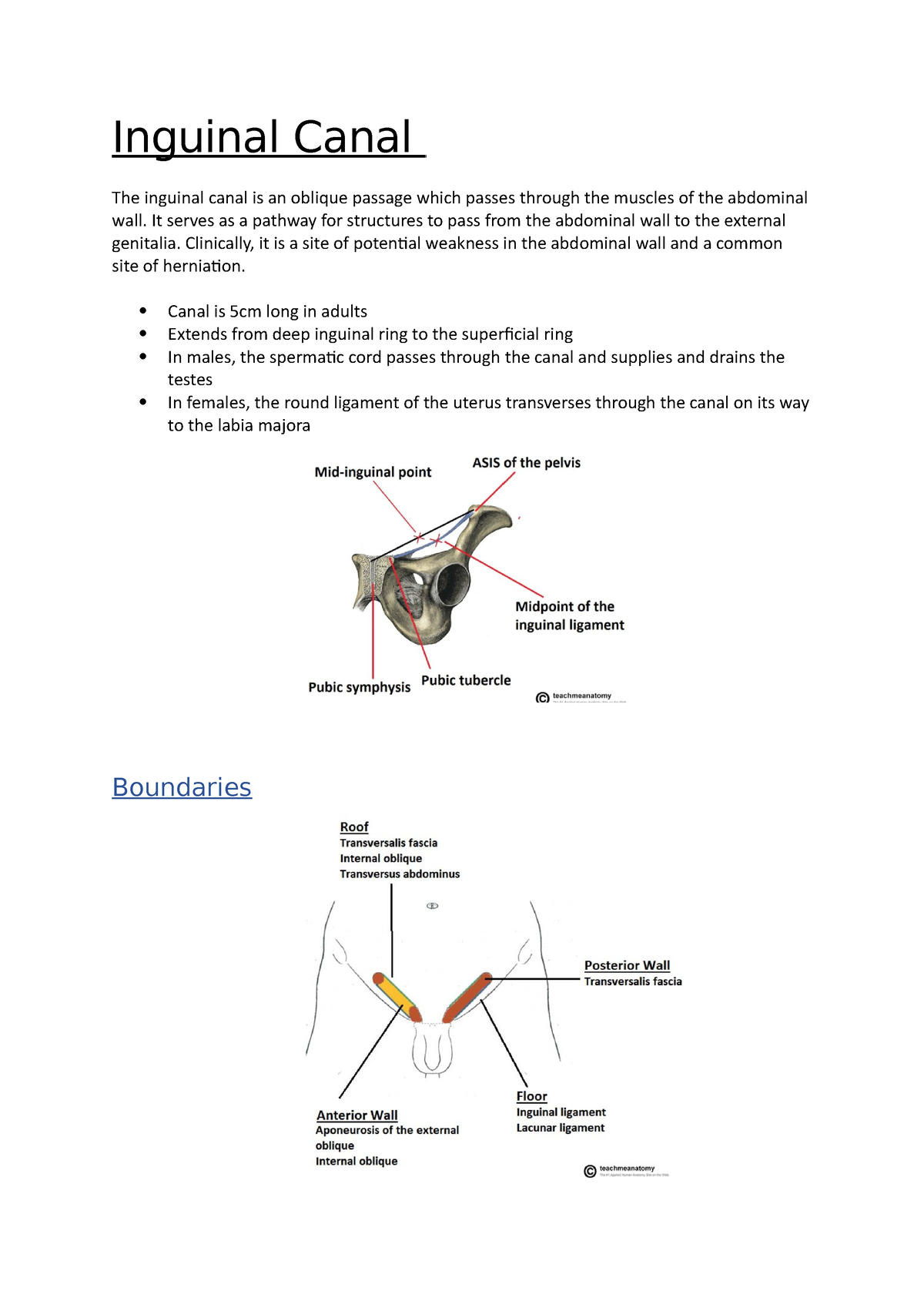 Inguinal Canal - Gastrointestinal - Medbullets Step 1