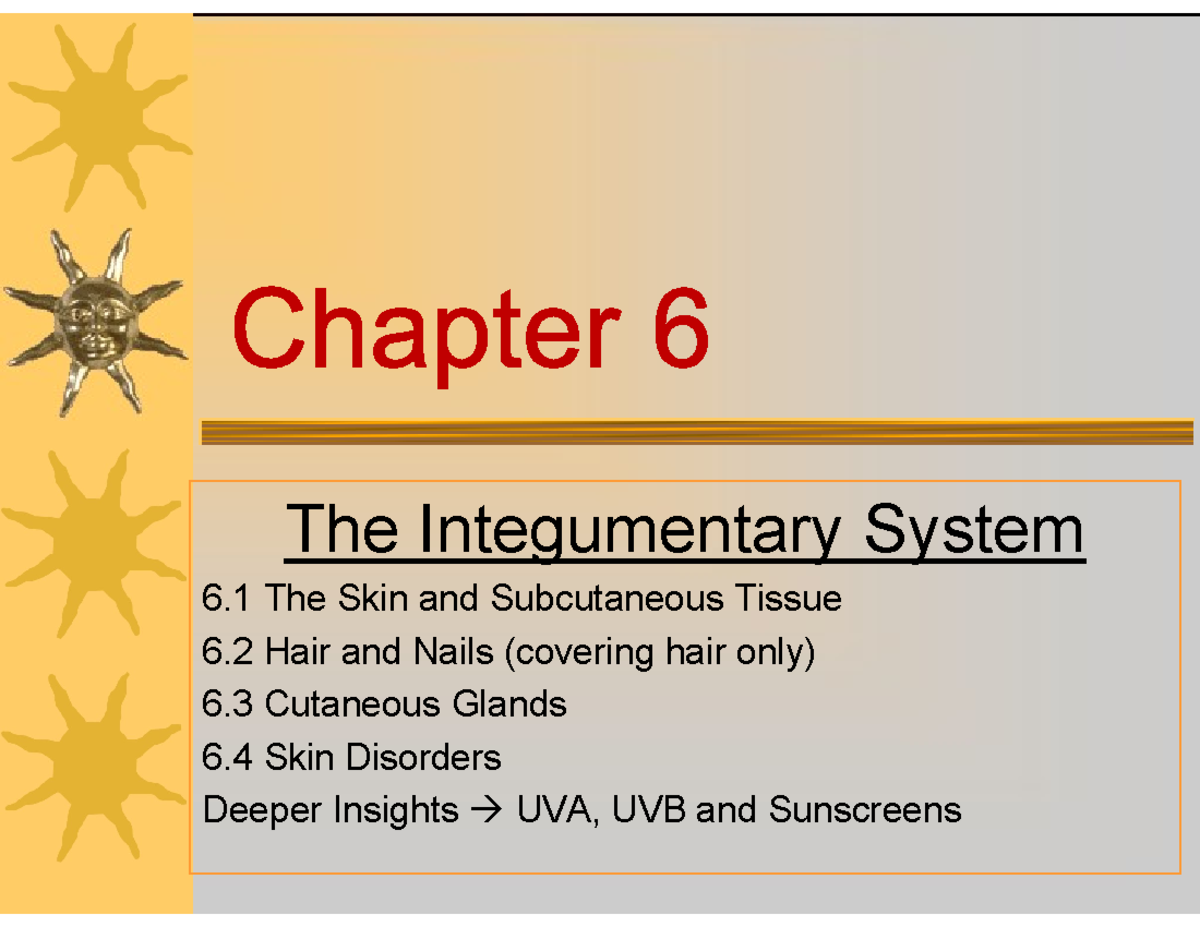 Chapter 6 Integumentary System - The Integumentary System 6 The Skin ...