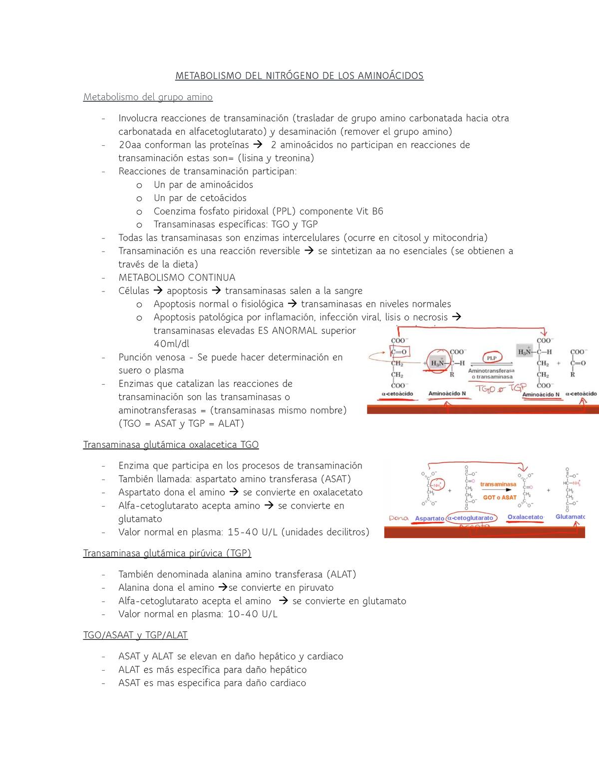 Metabolismo DEL Nitrógeno DE LOS Aminoácidos - METABOLISMO DEL ...