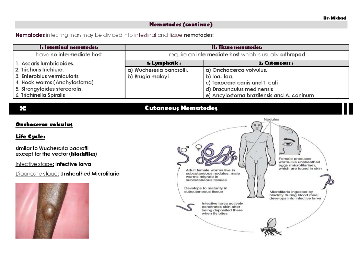 Para lecture 4 (Cutaneous Nematodes). - Nematodes (continue) Nematodes ...