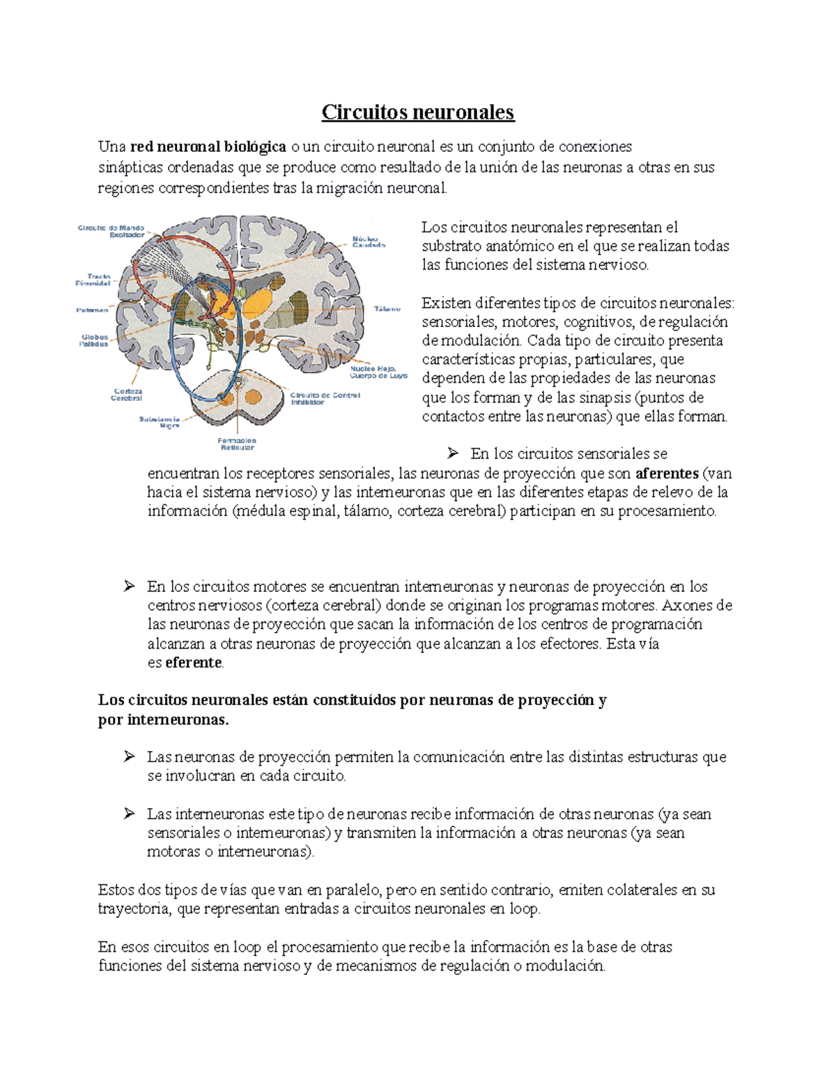 Circuitos Neuronales - Materiales Para Repasar. - Circuitos Neuronales ...