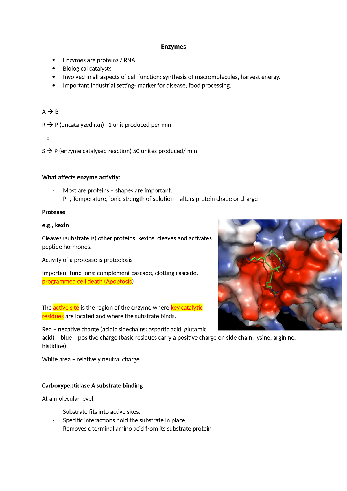 Enzymes - Notes - Enzymes Enzymes Are Proteins / RNA. Biological ...