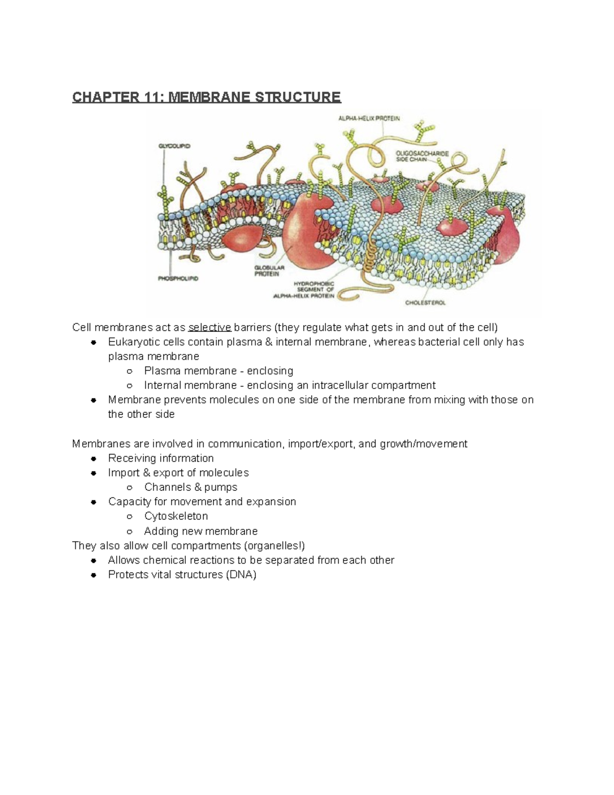 BIOL 300 Exam 3 Notes UNFINISHED - CHAPTER 11: MEMBRANE STRUCTURE Cell ...