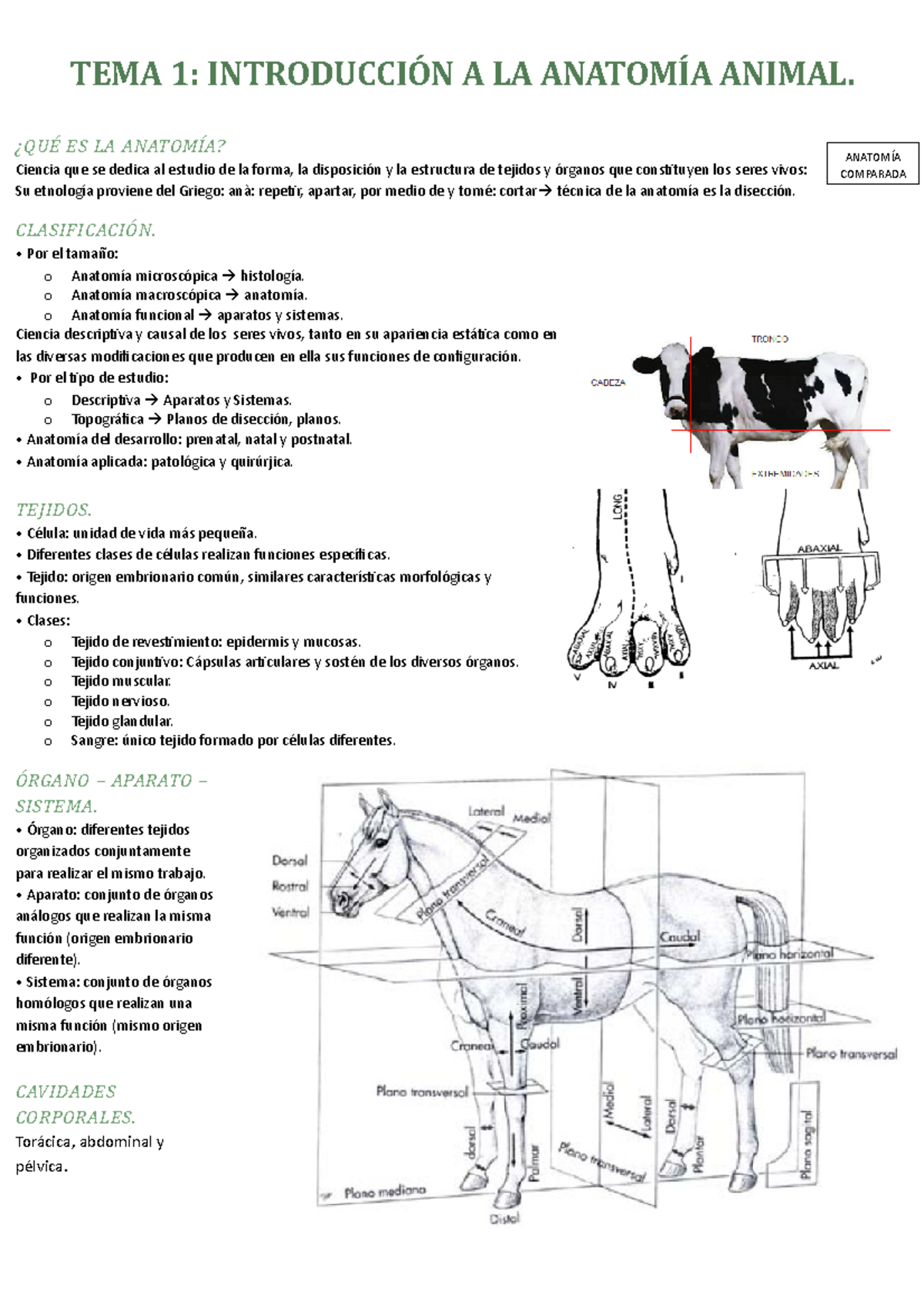 Introducción A La Anatomía Animal Tema 1 Introducción A La Anatomía