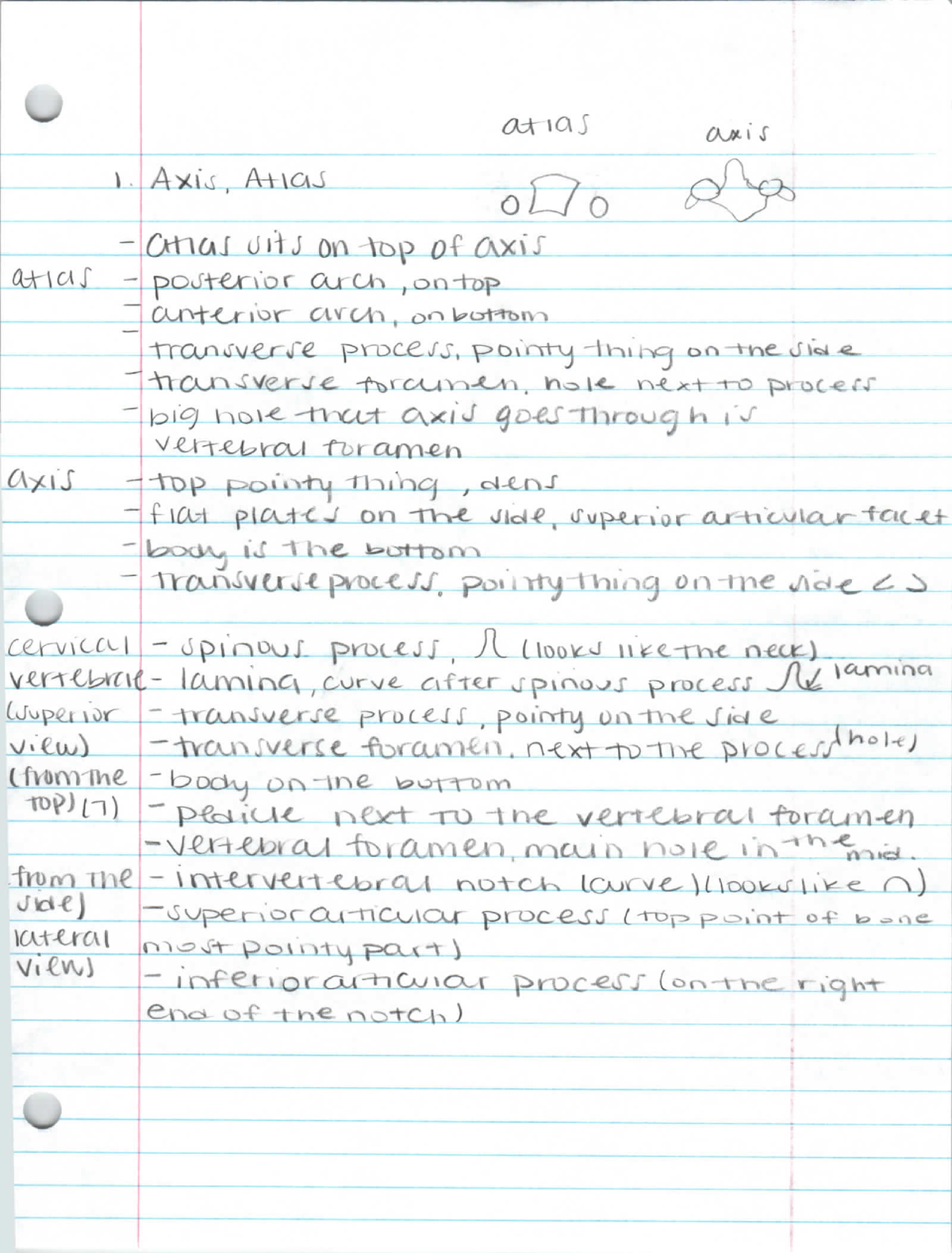 Anatomy bone features - NOTES/ COURSEWORK. - BIO220 - BU - Studocu