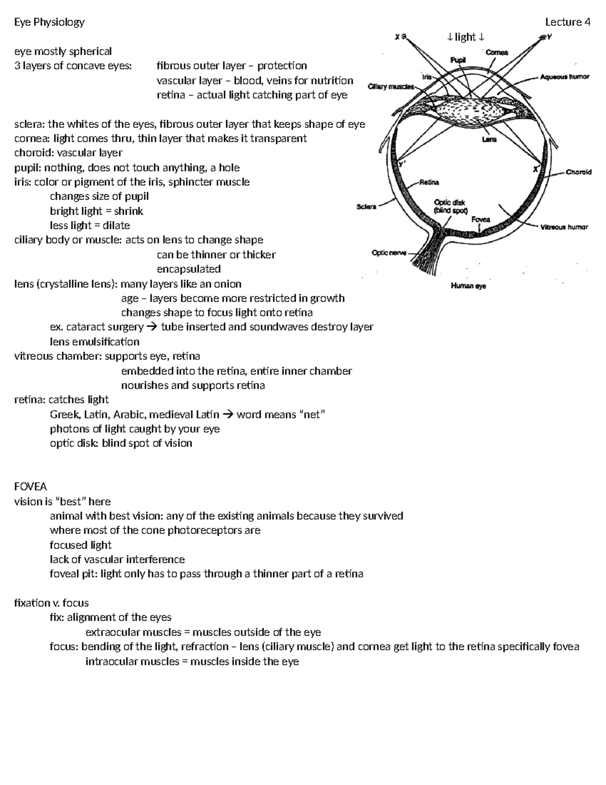 013124 - sensations and perceptions lecture - Eye Physiology Lecture 4 ...