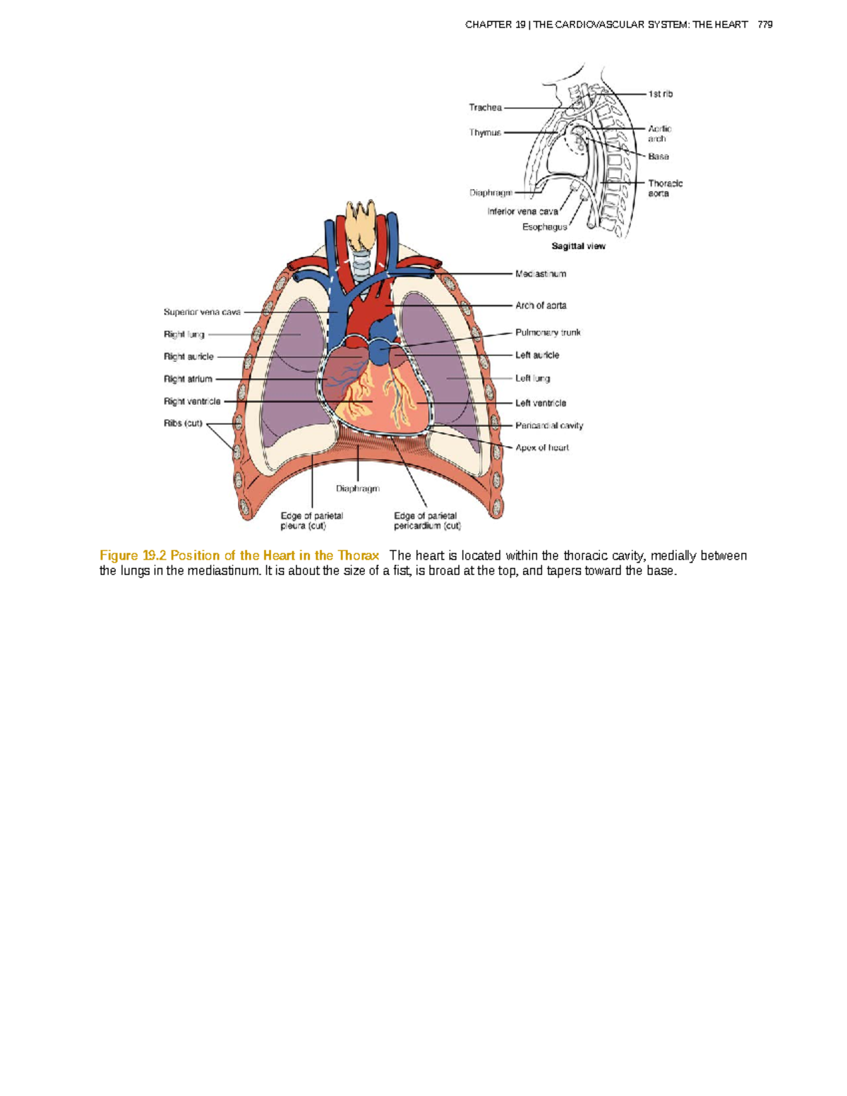 Ana Phy-326-330 - Anaphy Lectures Collection - Figure 19 Position Of ...