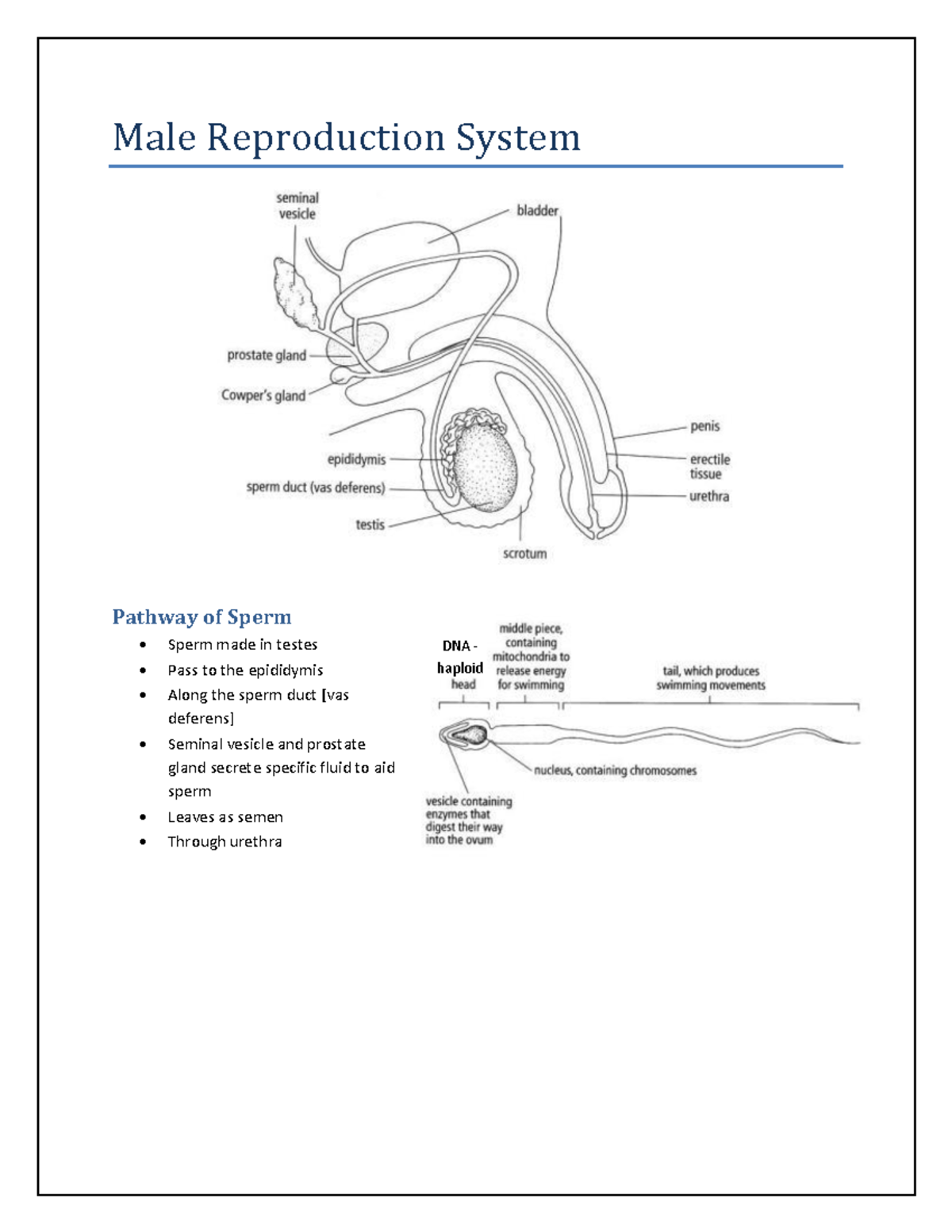 Sexual-reproduction - Biologie Science - Male Reproduction System 