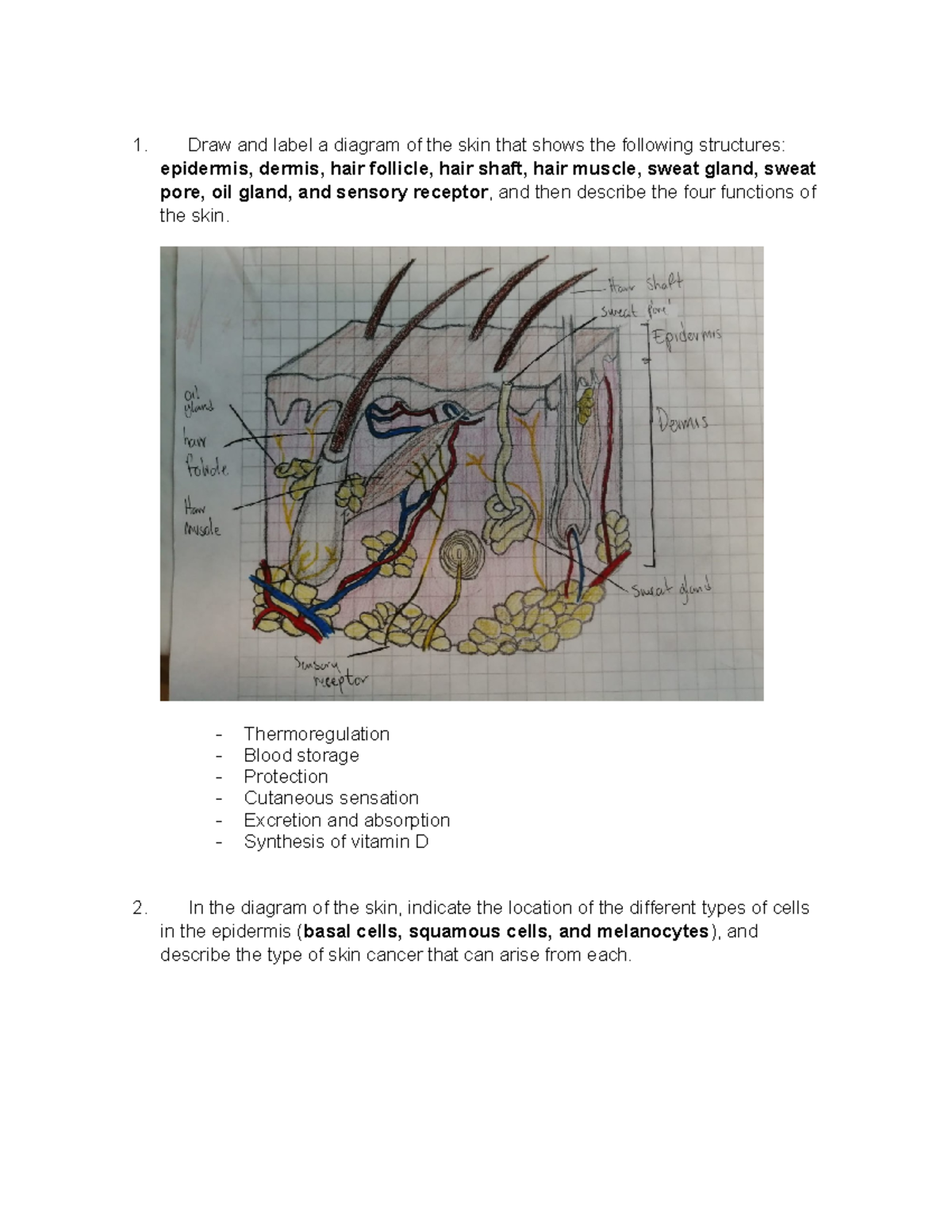 Activity 3 Human body care - Draw and label a diagram of the skin that ...