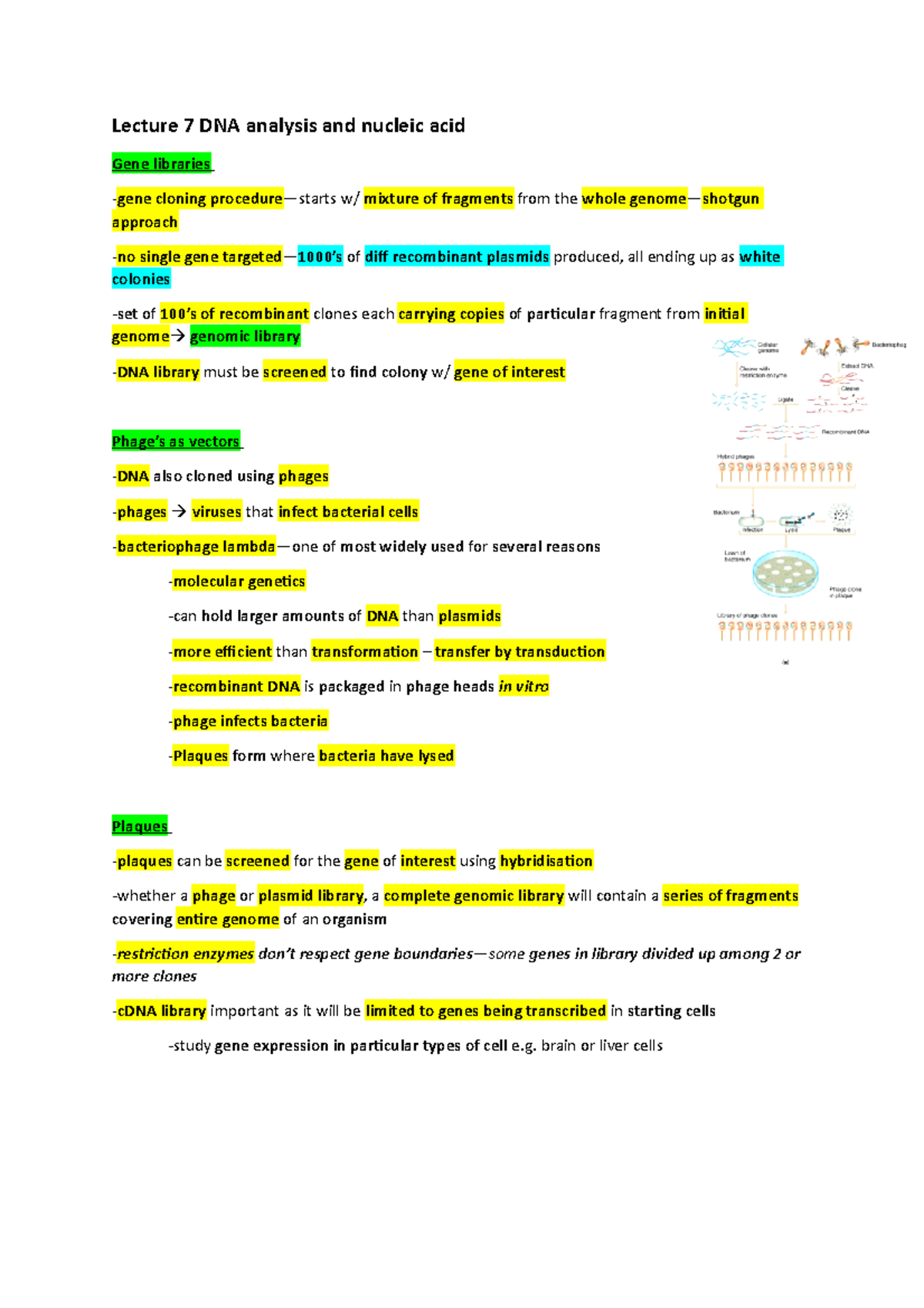 Lecture 7 DNA analysis - Lecture 7 DNA analysis and nucleic acid Gene ...