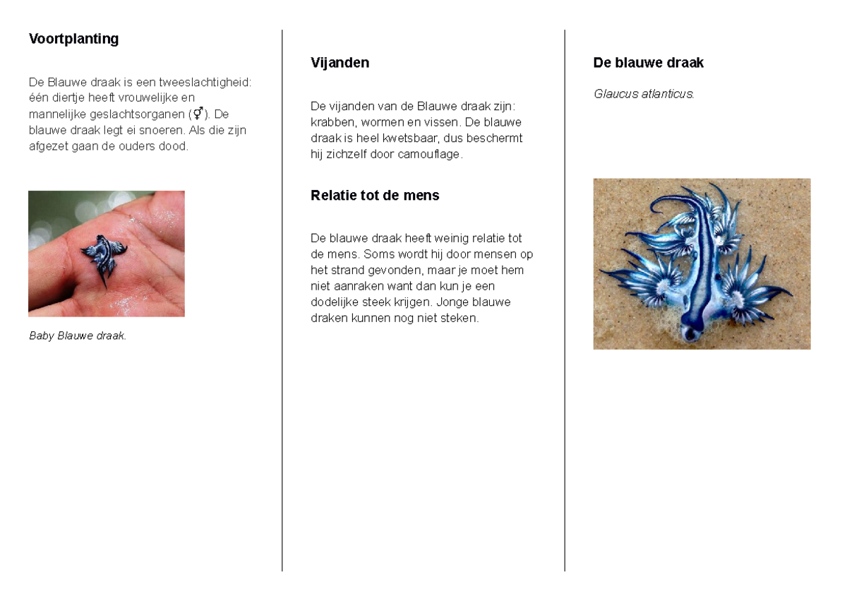 Biologie glaucus atlanticus - Voortplanting De Blauwe draak is een