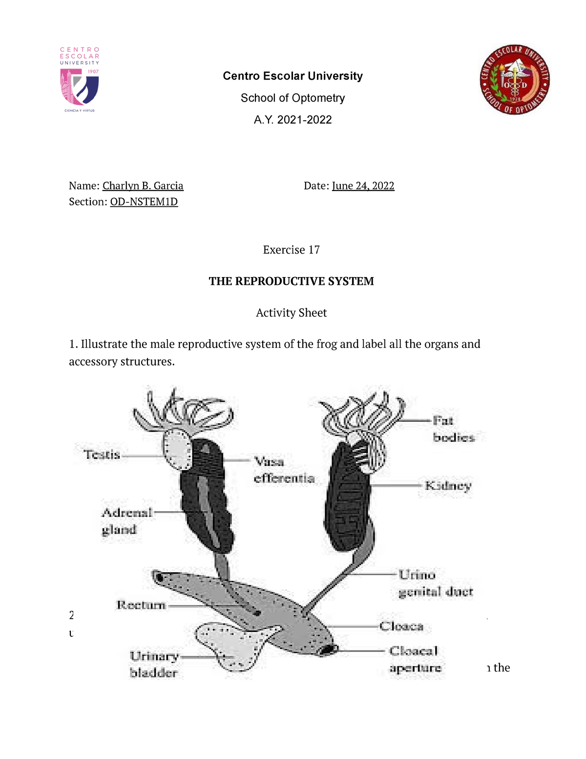 lab assignment male and female reproductive system