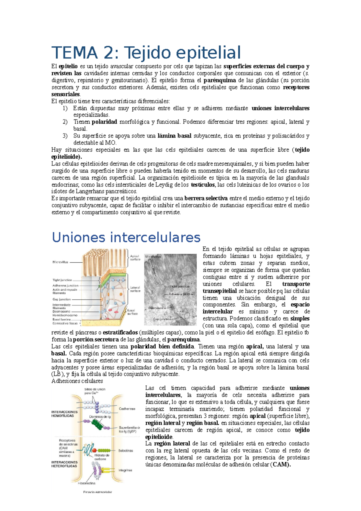 TEMA 2 Epitelios - Ross. Histología: Texto Y Atlas - TEMA 2: Tejido ...