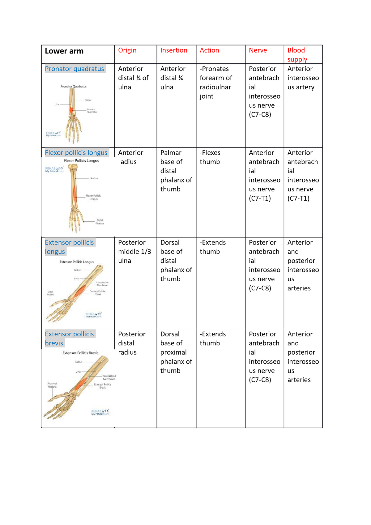 Lower Arm Anatomy Lower Arm Origin Insertion Action Nerve Blood   Thumb 1200 1698 