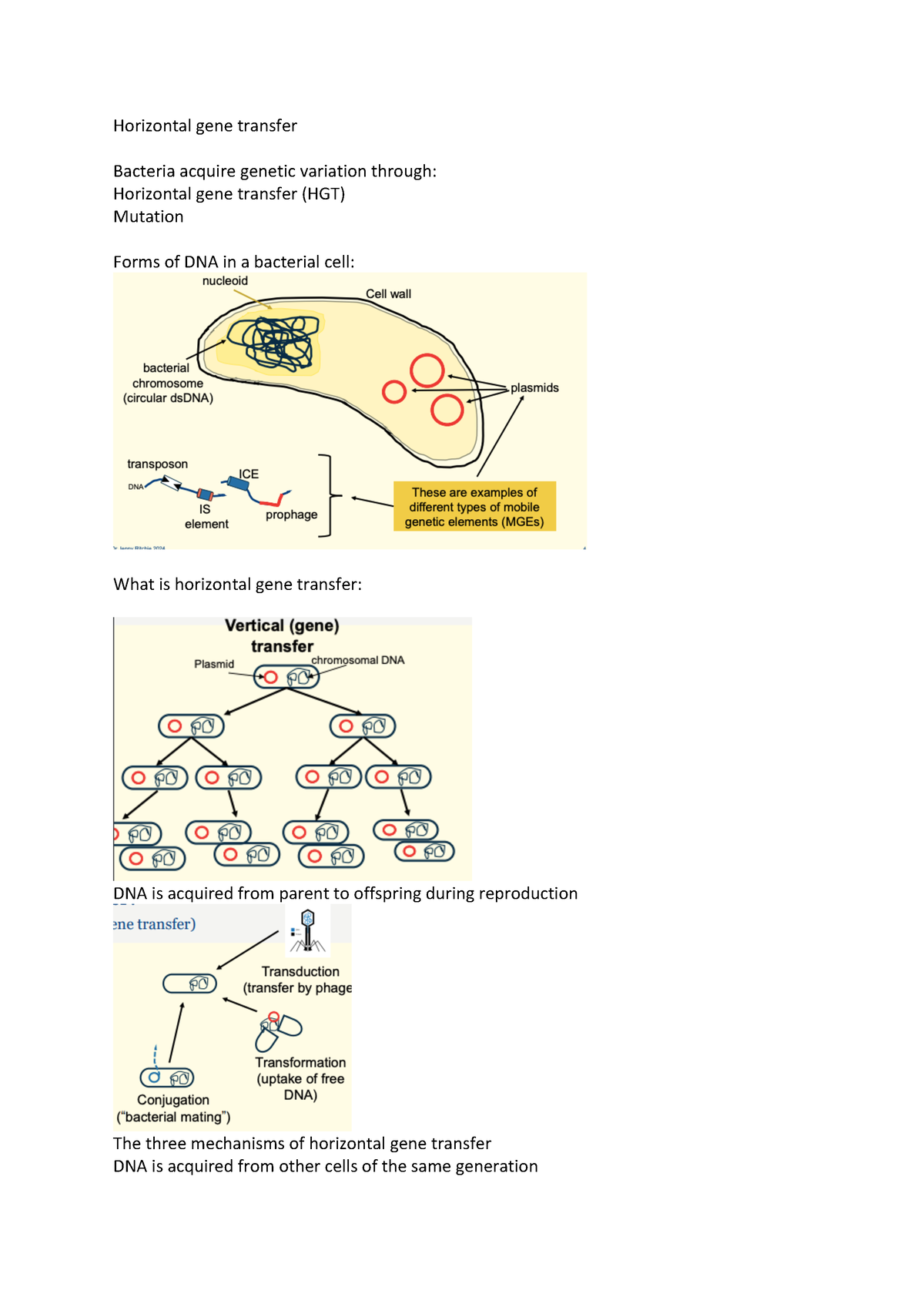 Horizontal gene transfer - Horizontal gene transfer Bacteria acquire ...