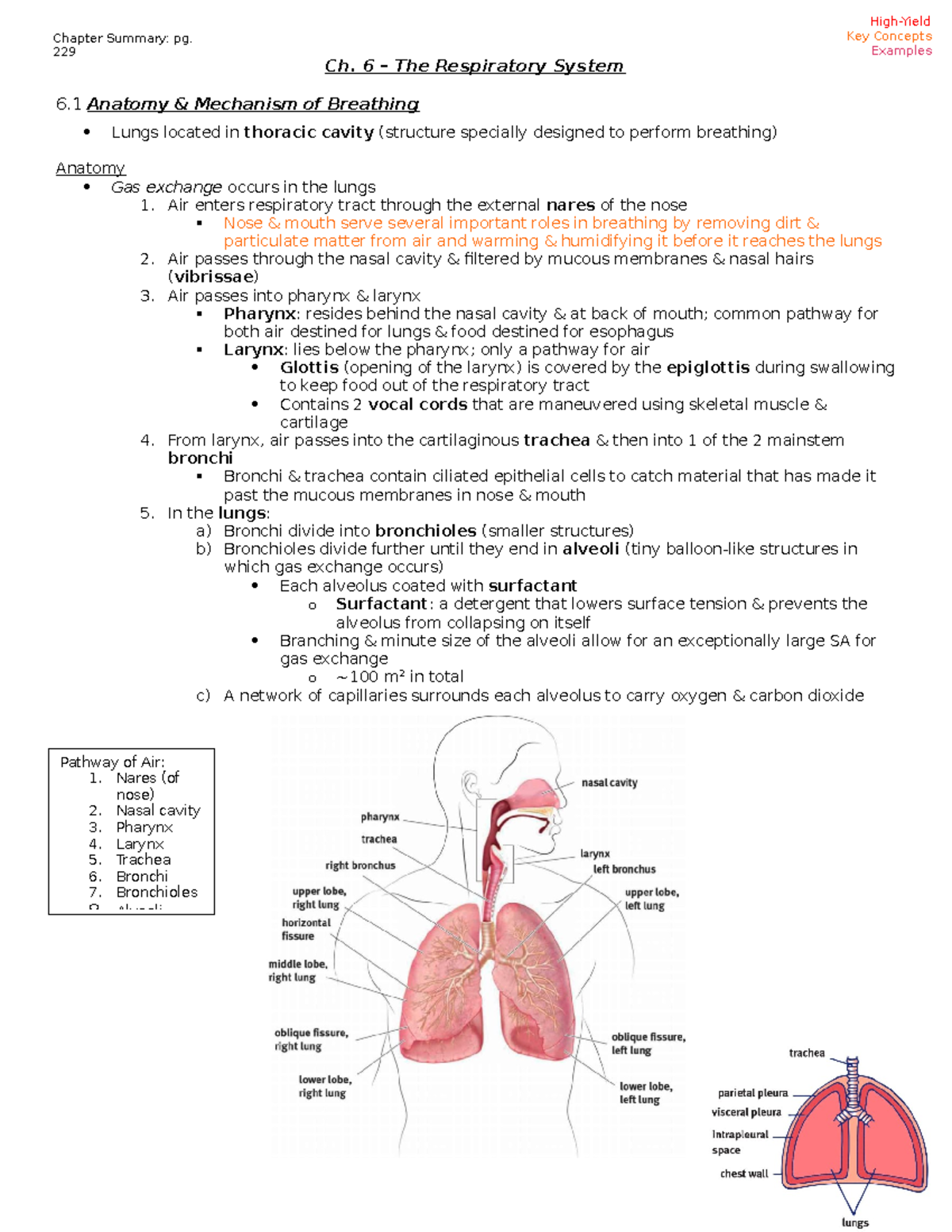 Respiratory System - Ch. 6 – The Respiratory System 6 Anatomy ...