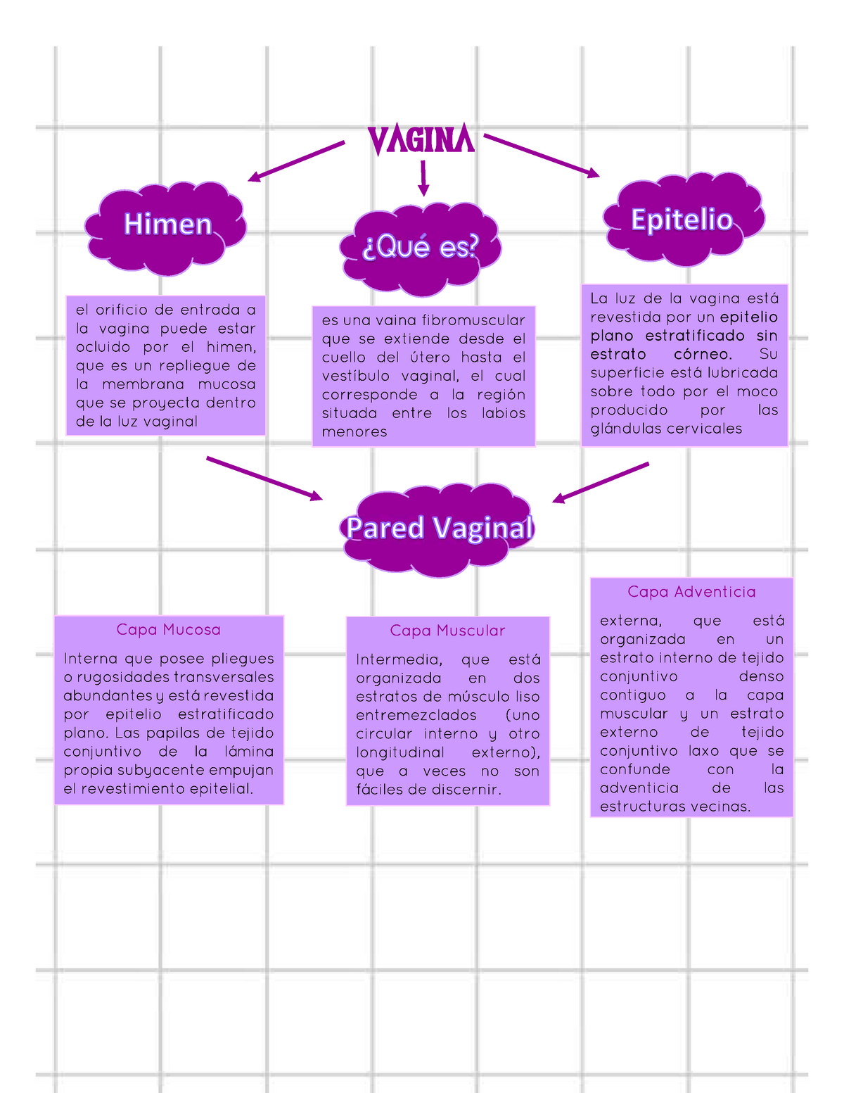 vagina mapa mapa mental anatomía humana 1 studocu