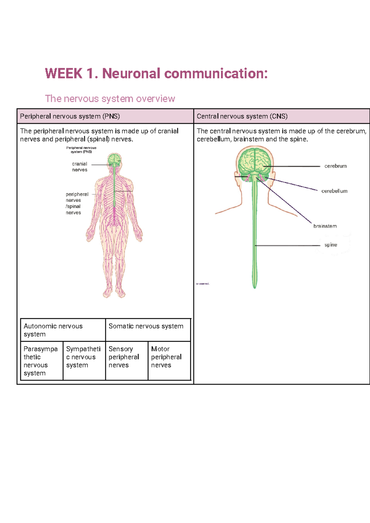 Copy of Lecture notes week 1 - WEEK 1. Neuronal communication: The ...